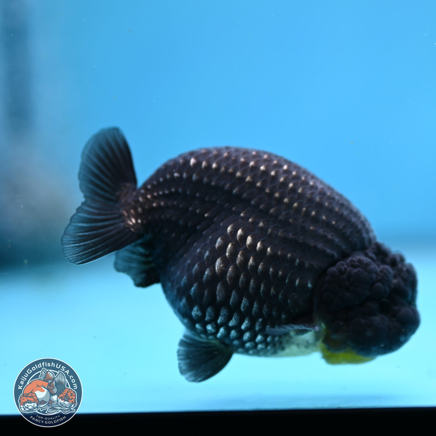 Platinum Ranchu 3.5in Body (240823_OR09) - Kaiju Goldfish USA