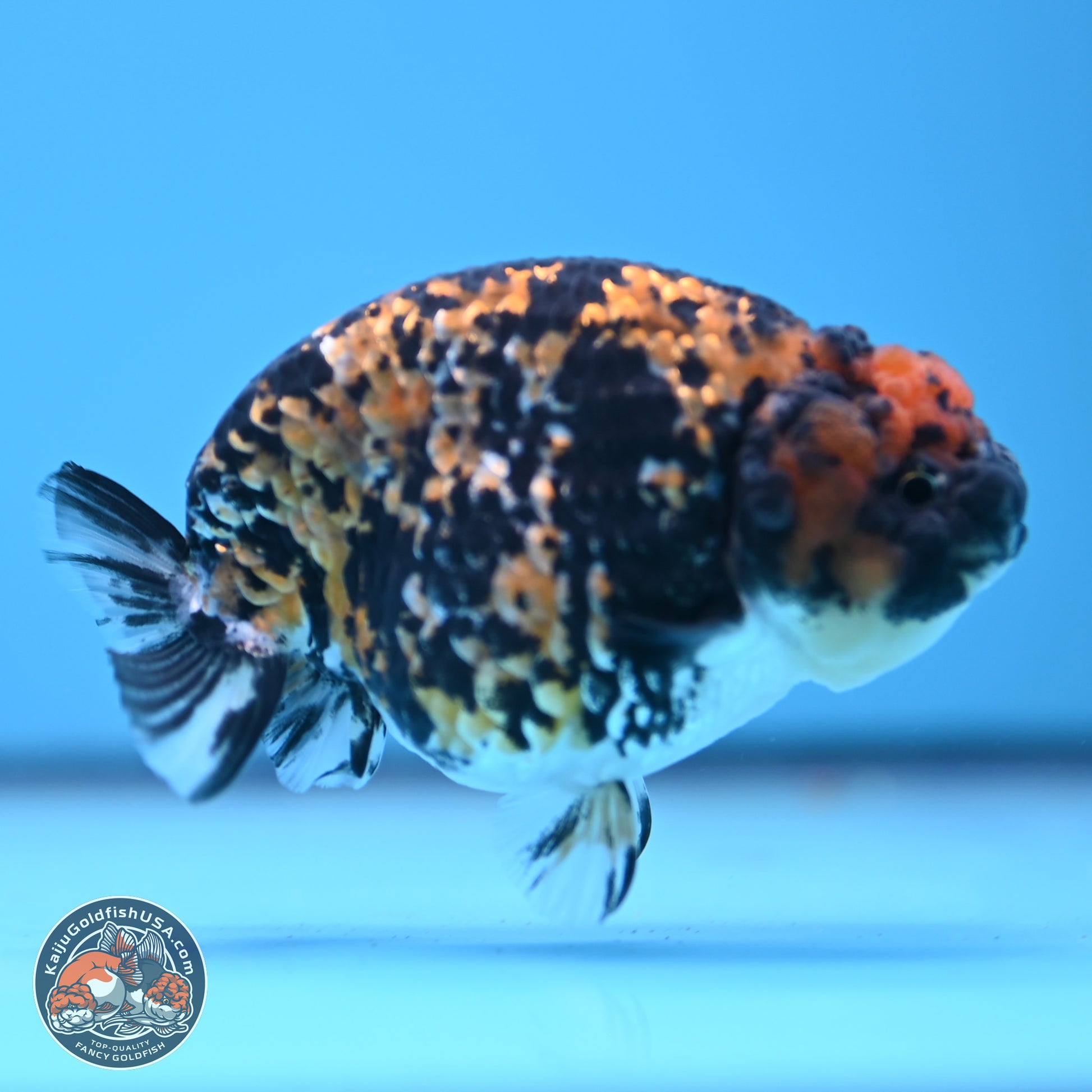 Tricolor Tiger Ranchu 3.25in Body (240809_RC09) - Kaiju Goldfish USA