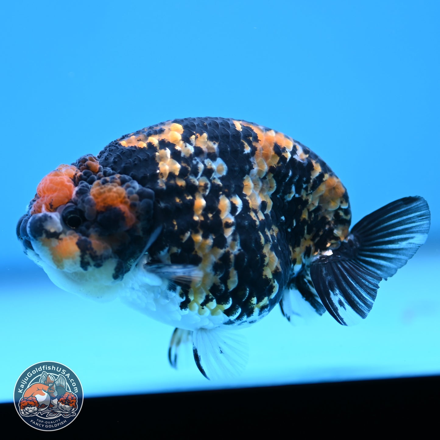 Tricolor Tiger Ranchu 3.25in Body (240809_RC09) - Kaiju Goldfish USA