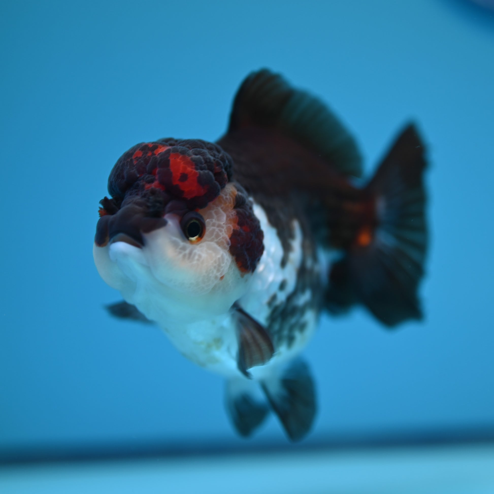 Tricolor YuanBao Oranda 3.5in body (240607_OR09) - Kaiju Goldfish USA