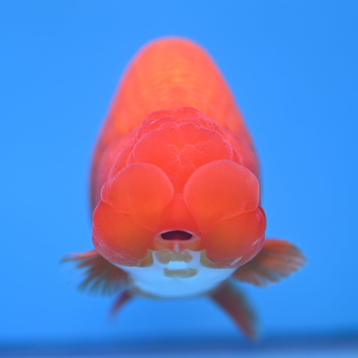 Red White Buffalo Ranchu 4-5 in (241011_RC09) - Kaiju Goldfish USA