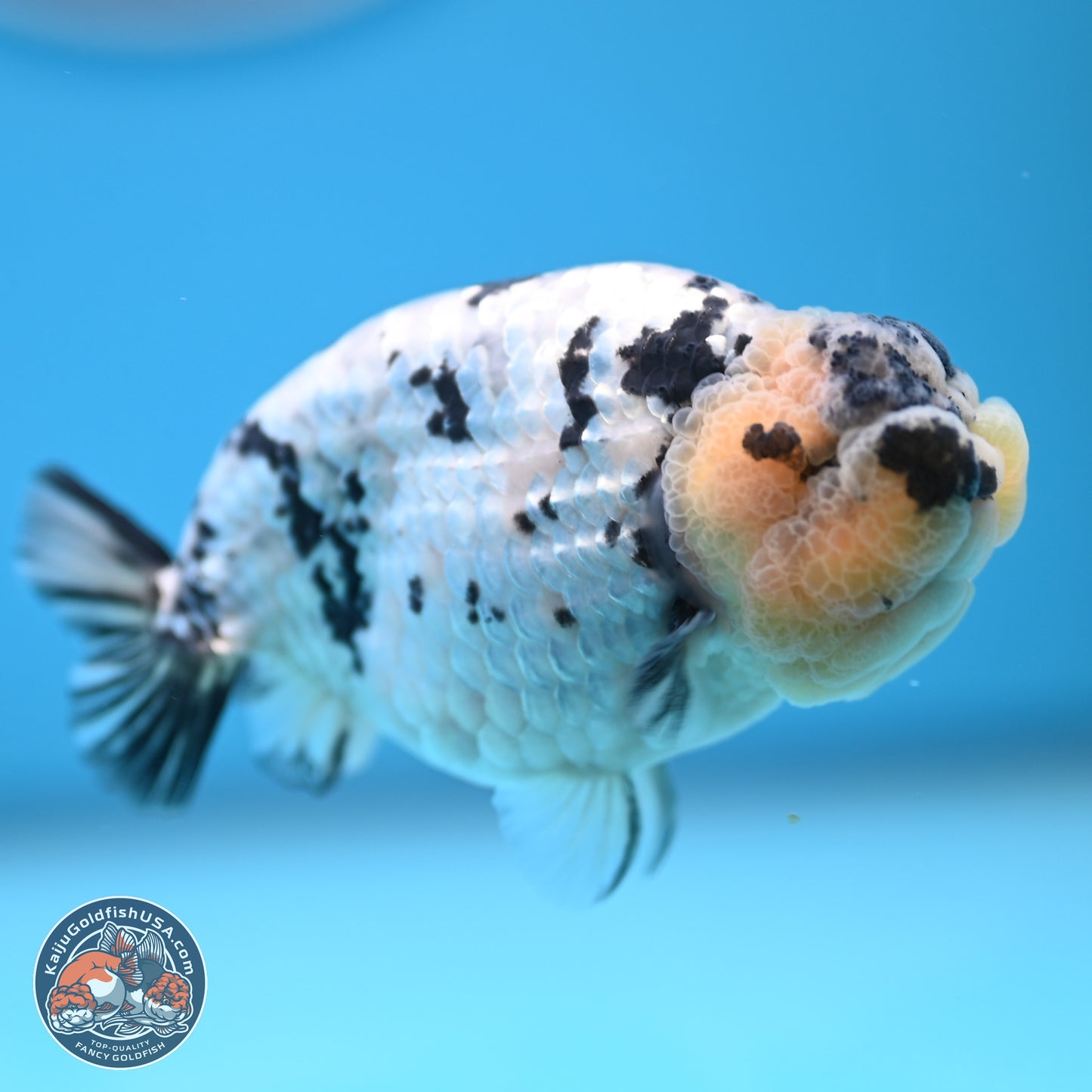 White Tiger Ranchu 4 inches (241025_RC09) - Kaiju Goldfish USA