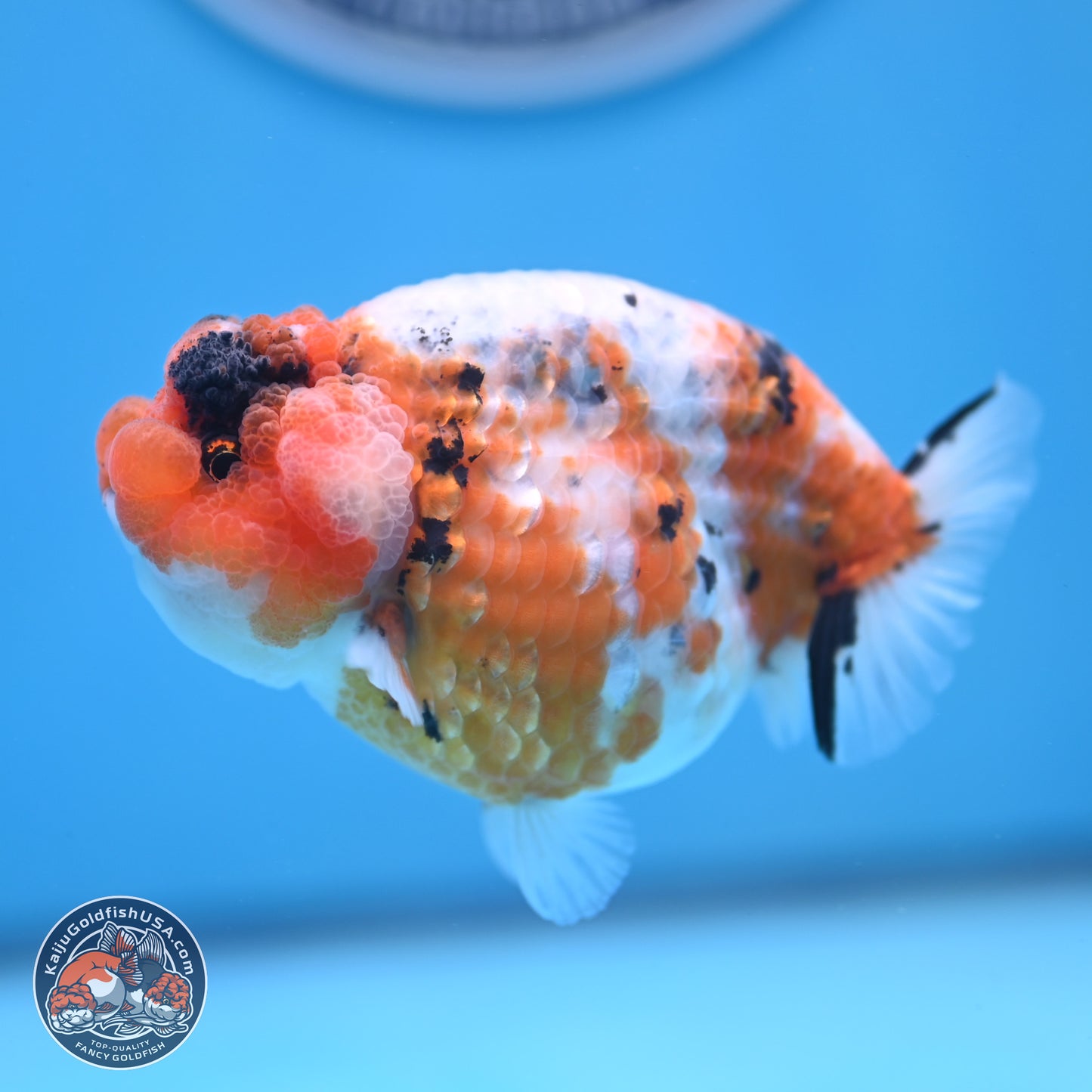 Tricolor Sakura Ranchu 3.75 inches Body - Female (241227_RC09) - Kaiju Goldfish USA