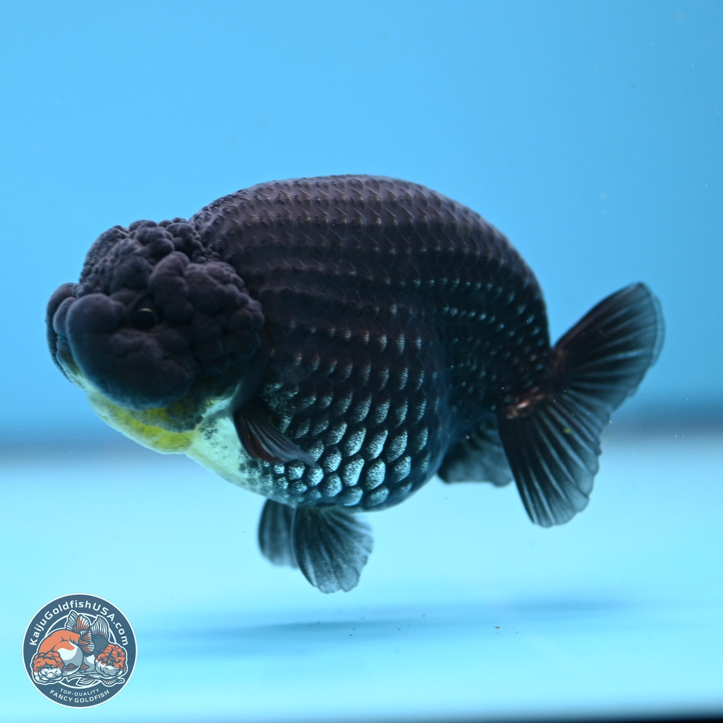 Platinum Ranchu 3.5in Body (240823_OR09) - Kaiju Goldfish USA