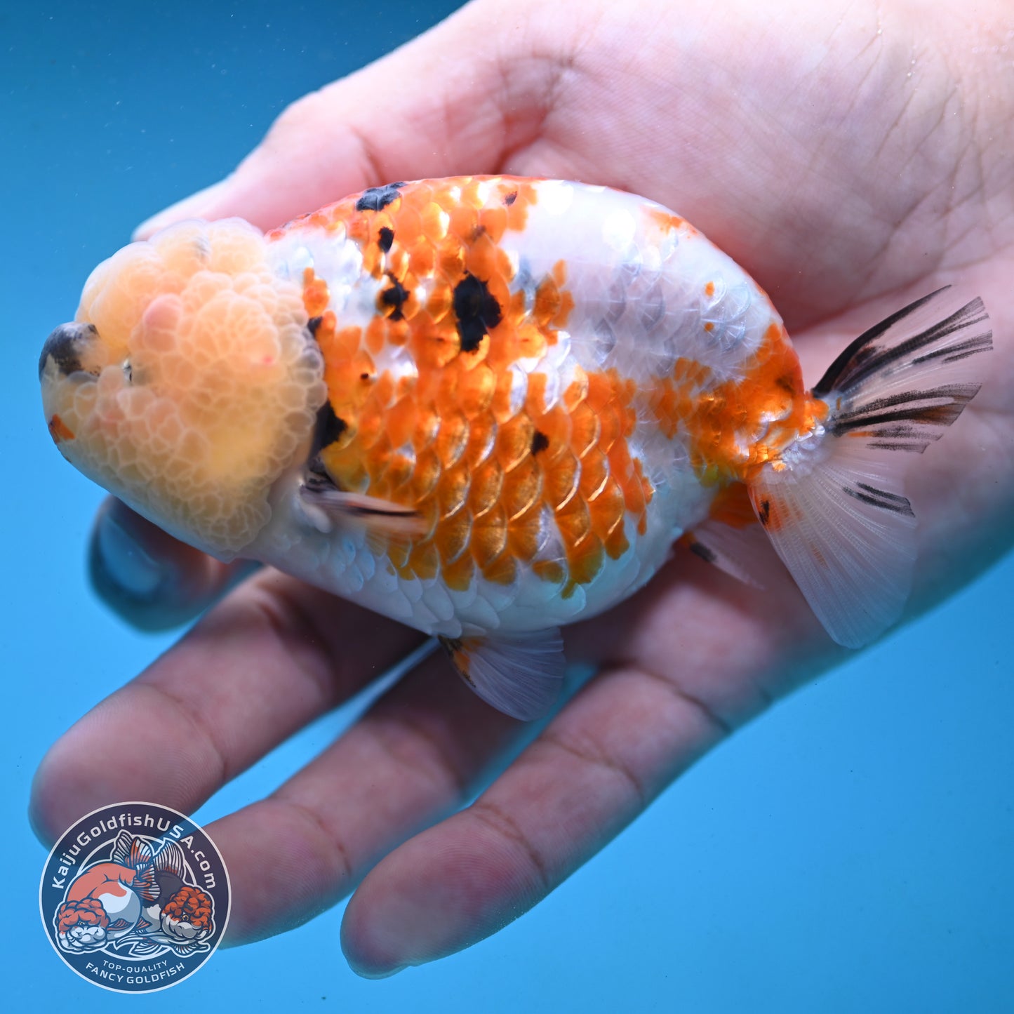 Tricolor Ranchu 3.75 inch Body (251003_RC09)