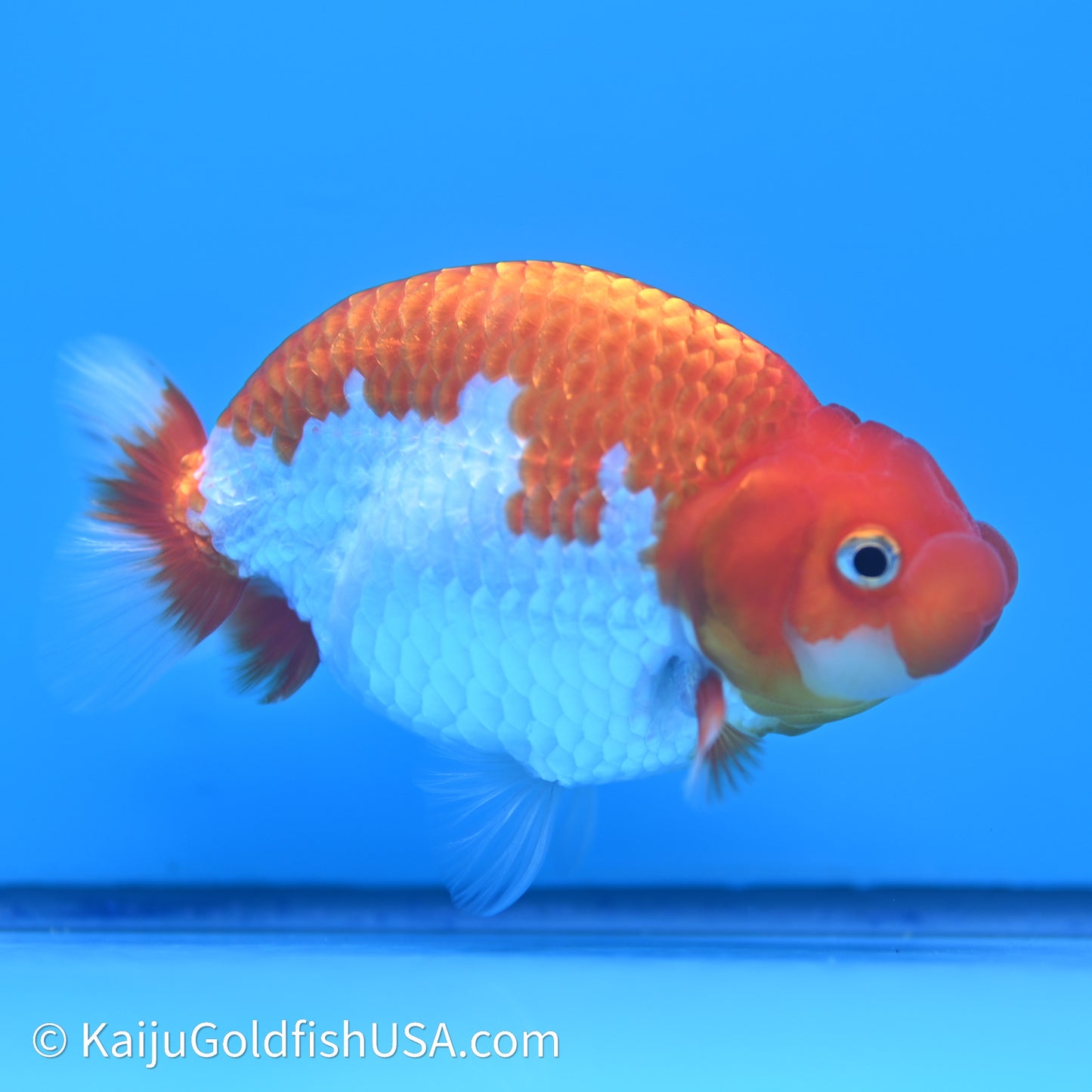 Red White Buffalo Ranchu 4in Body (240621_RC09) - Kaiju Goldfish USA