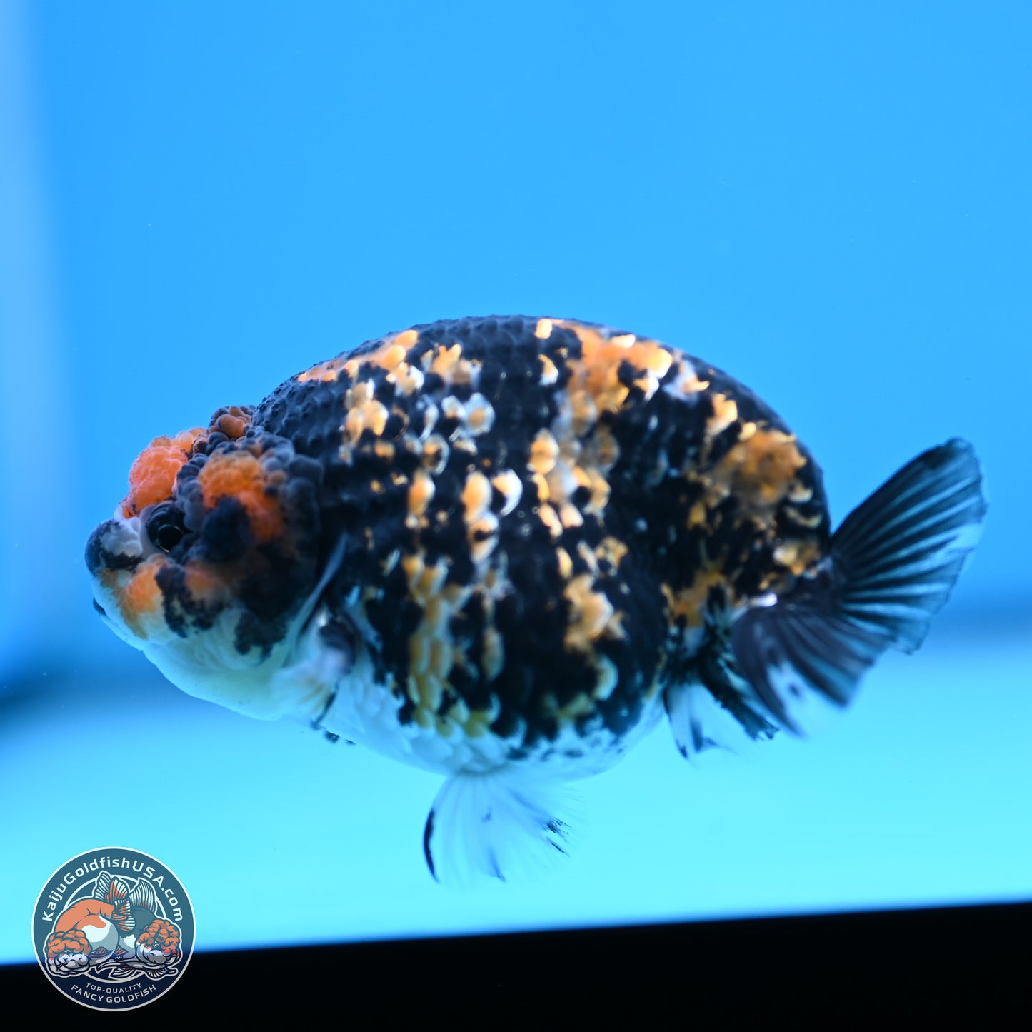 Tricolor Tiger Ranchu 3.25in Body (240809_RC09) - Kaiju Goldfish USA