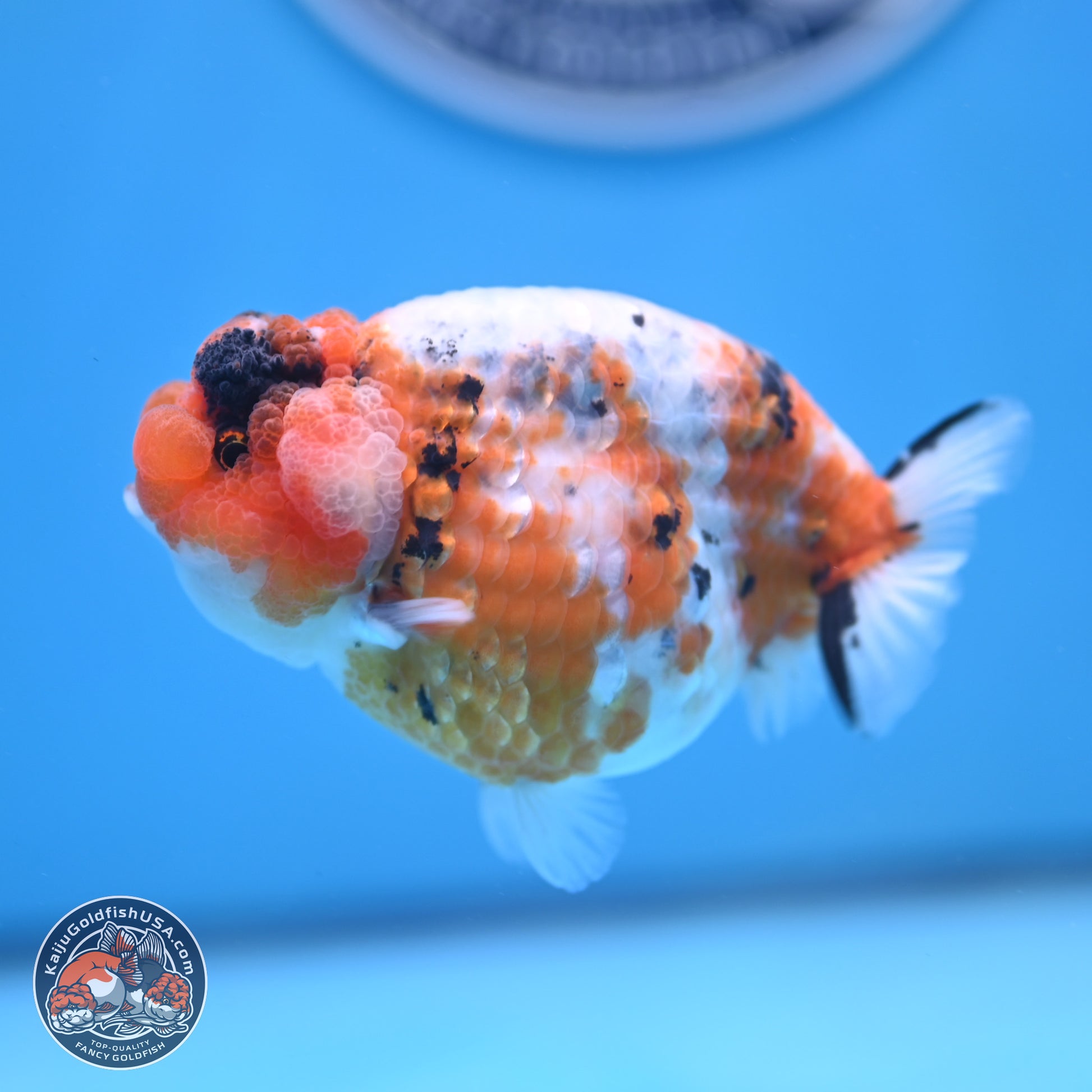 Tricolor Sakura Ranchu 3.75 inches Body - Female (241227_RC09) - Kaiju Goldfish USA