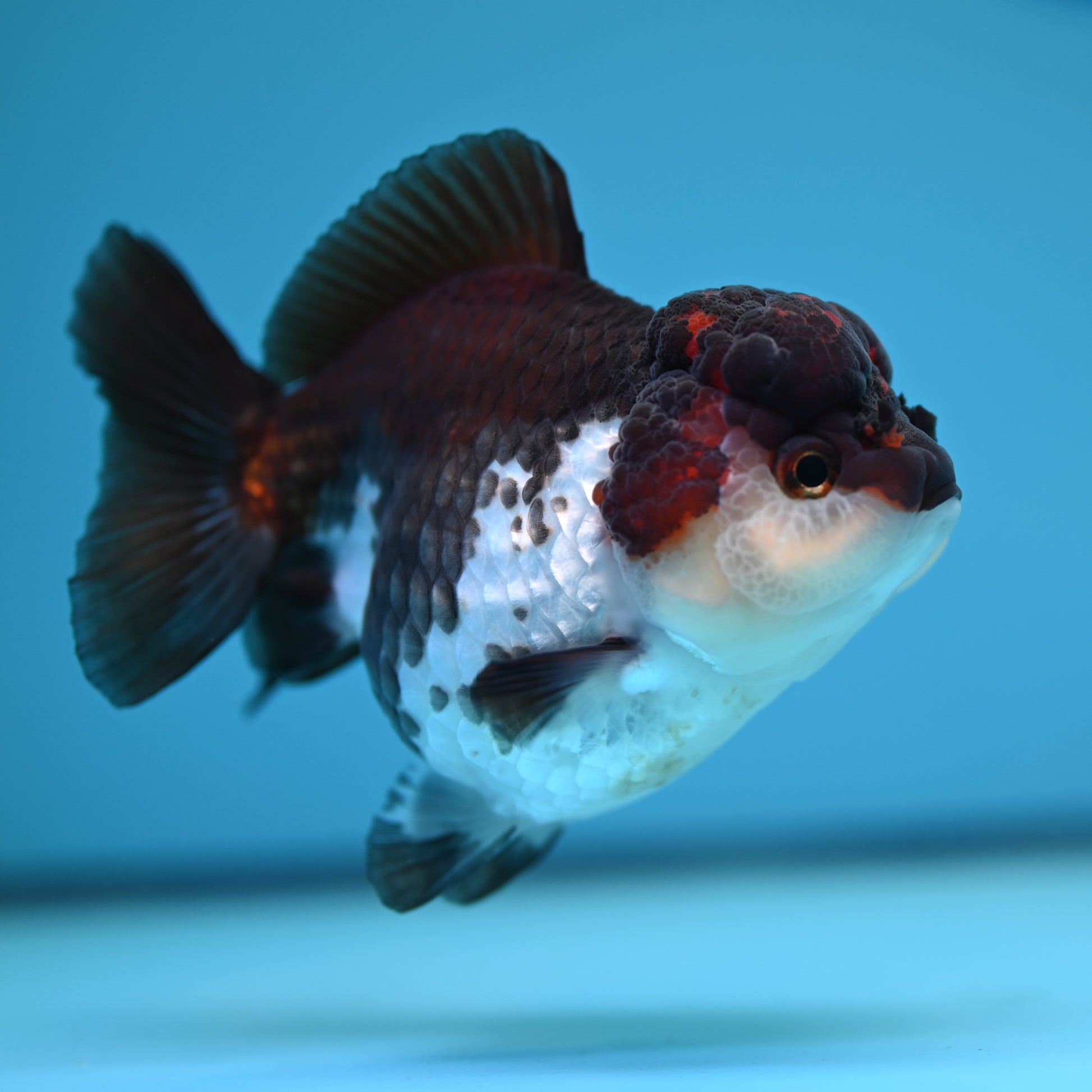 Tricolor YuanBao Oranda 3.5in body (240607_OR09) - Kaiju Goldfish USA