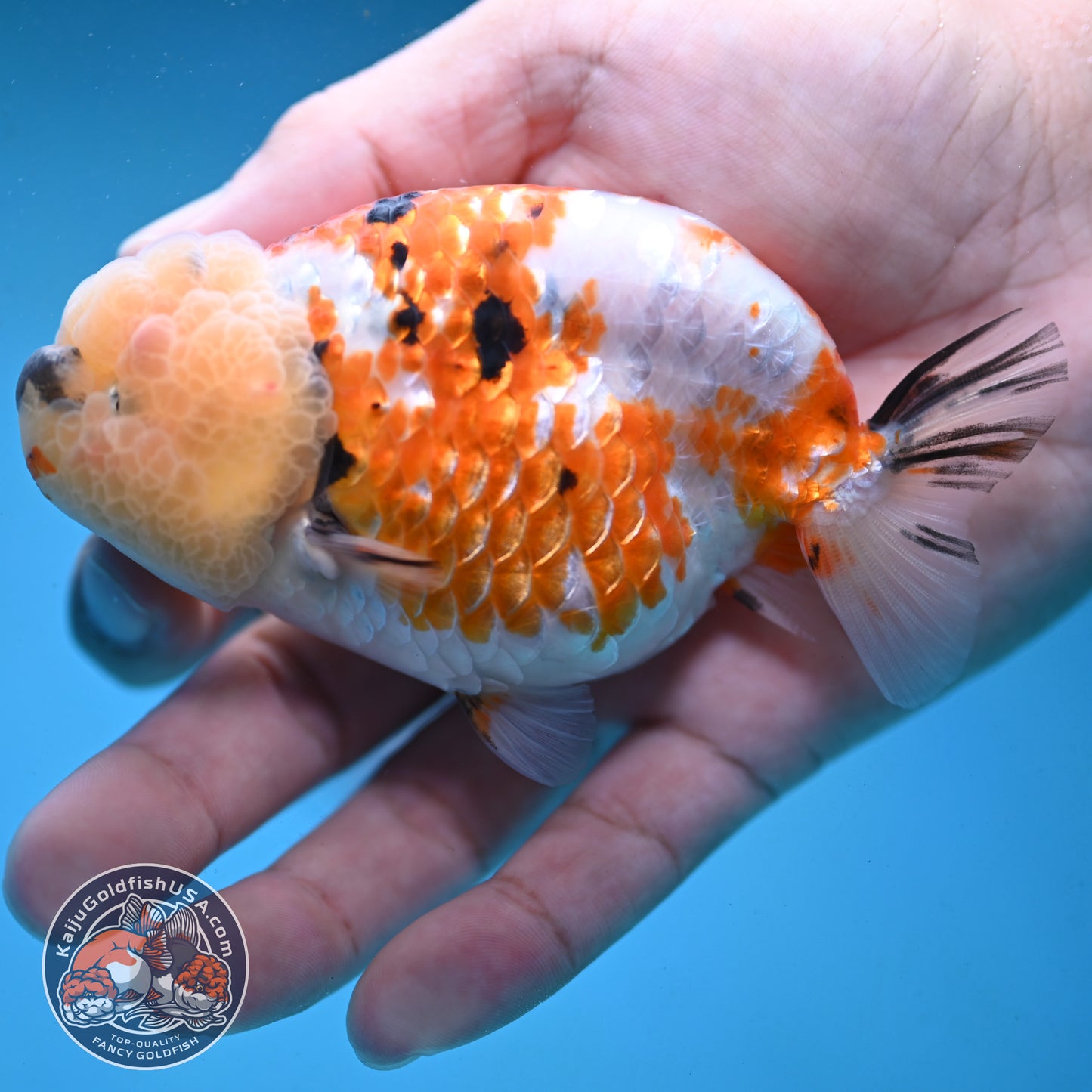Tricolor Ranchu 3.75 inch Body (251003_RC09)