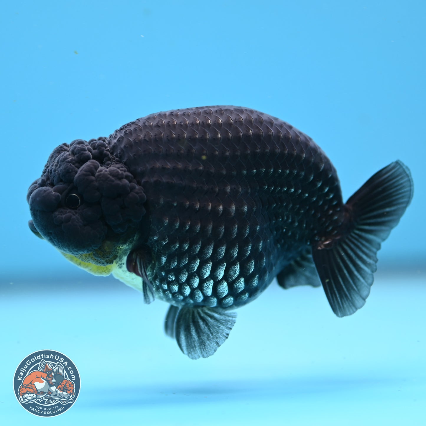 Platinum Ranchu 3.5in Body (240823_OR09) - Kaiju Goldfish USA