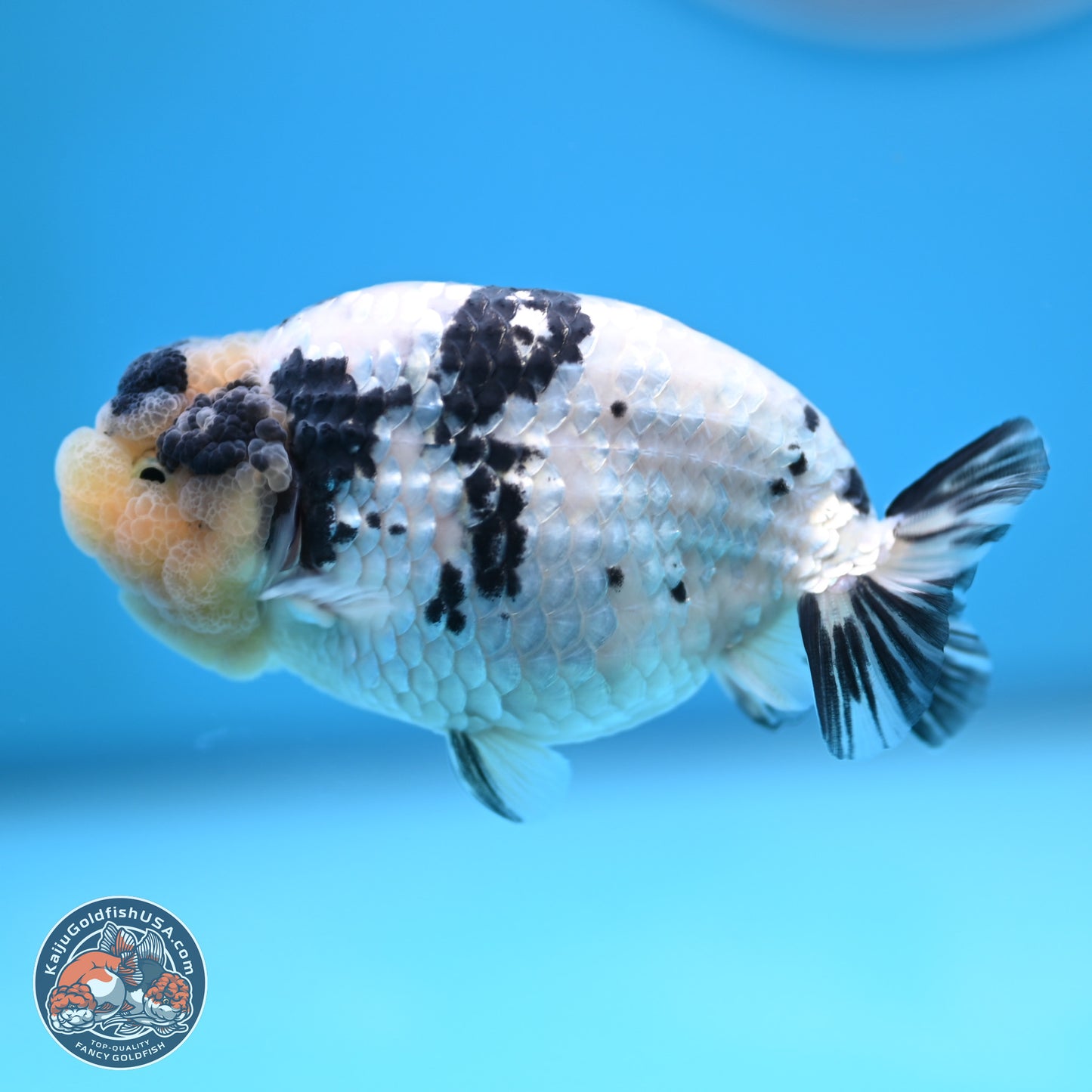 White Tiger Ranchu 4 inches (241025_RC09) - Kaiju Goldfish USA