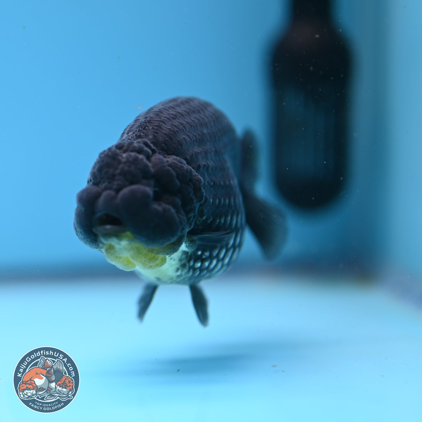 Platinum Ranchu 3.5in Body (240823_OR09) - Kaiju Goldfish USA