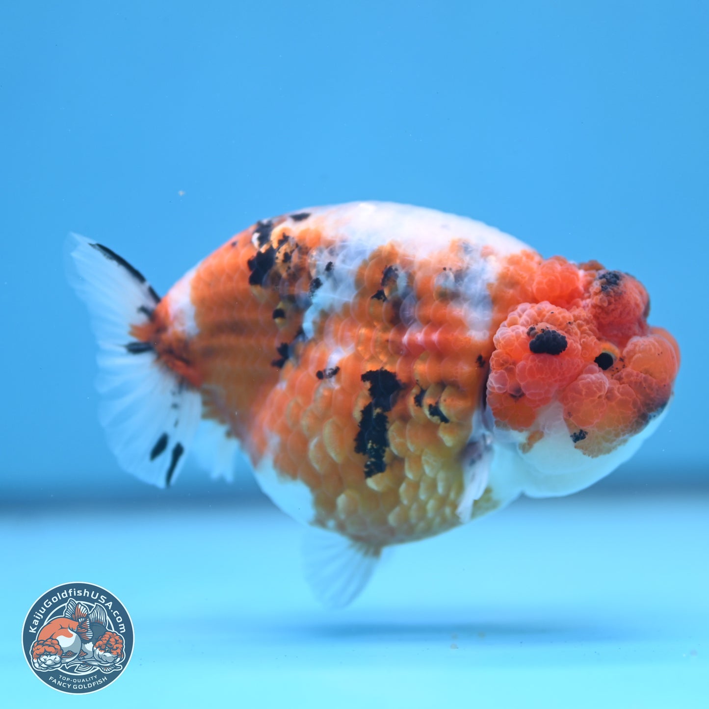 Tricolor Sakura Ranchu 3.75 inches Body - Female (241227_RC09) - Kaiju Goldfish USA