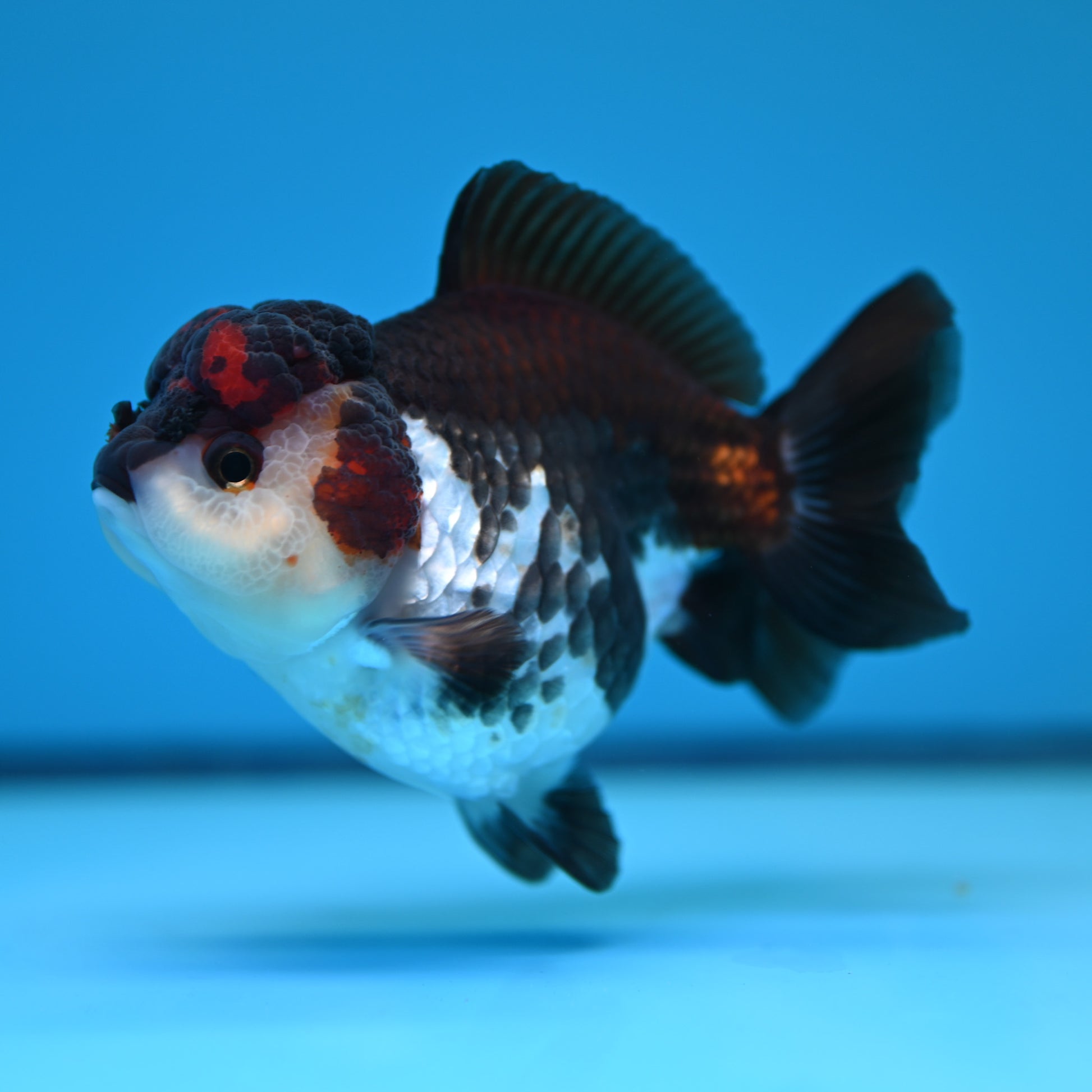 Tricolor YuanBao Oranda 3.5in body (240607_OR09) - Kaiju Goldfish USA