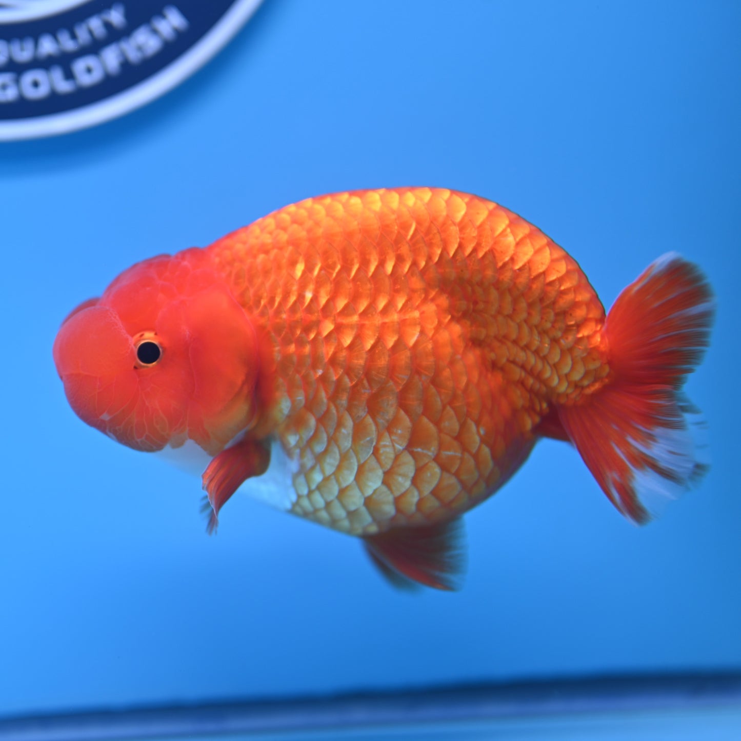 Red White Buffalo Ranchu 4-5 in (241011_RC09) - Kaiju Goldfish USA