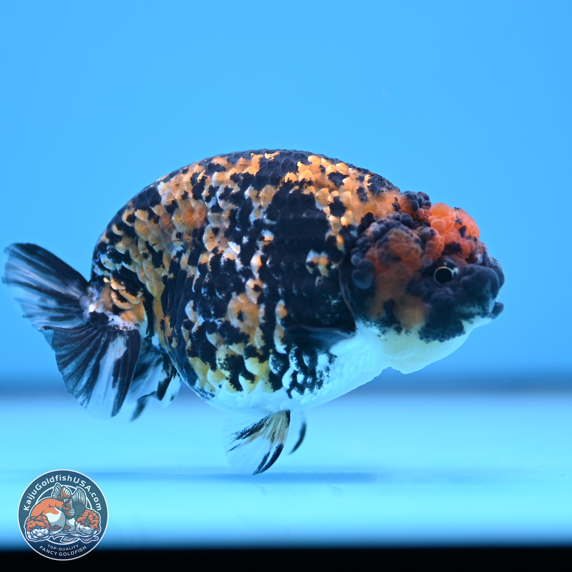 Tricolor Tiger Ranchu 3.25in Body (240809_RC09) - Kaiju Goldfish USA