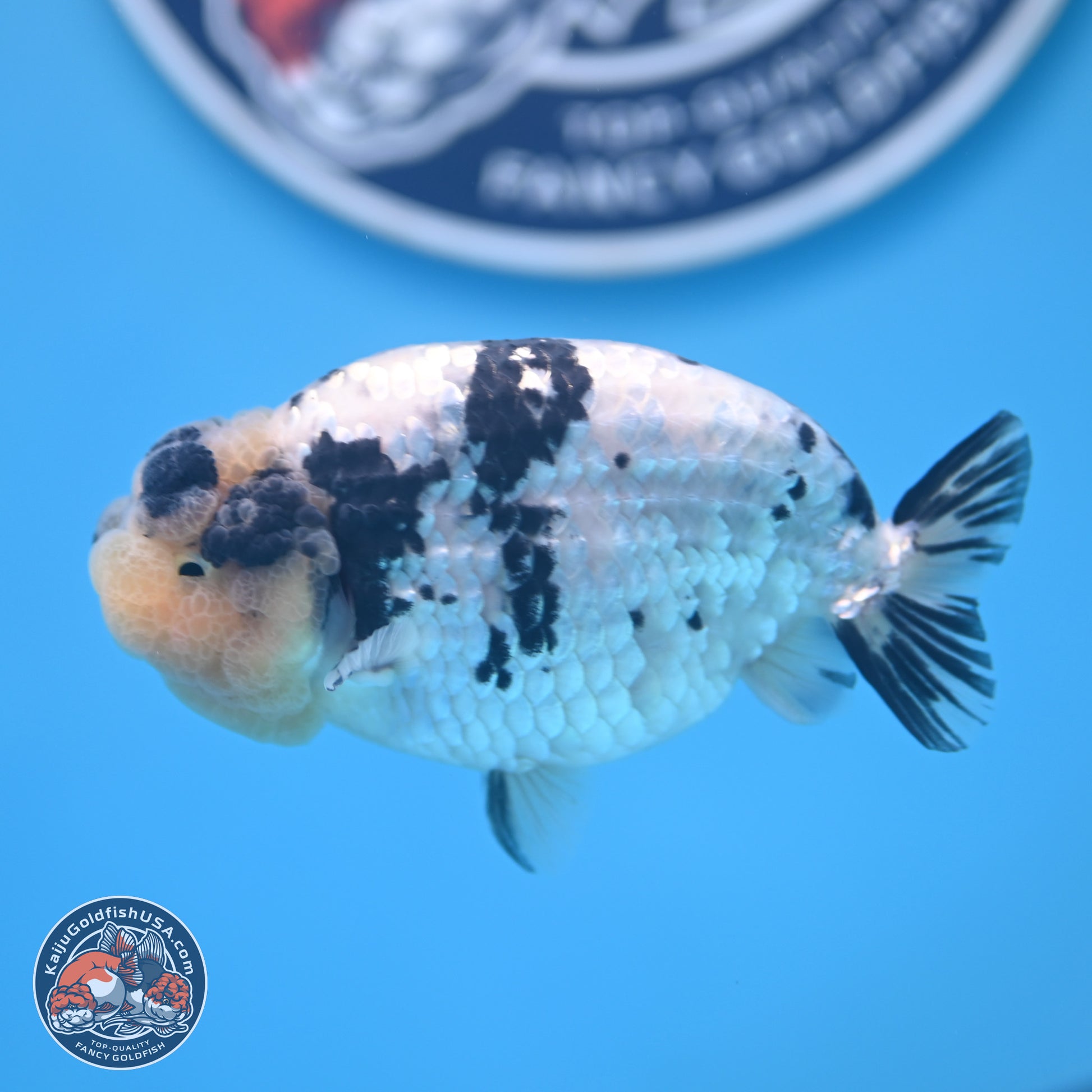 White Tiger Ranchu 4 inches (241025_RC09) - Kaiju Goldfish USA