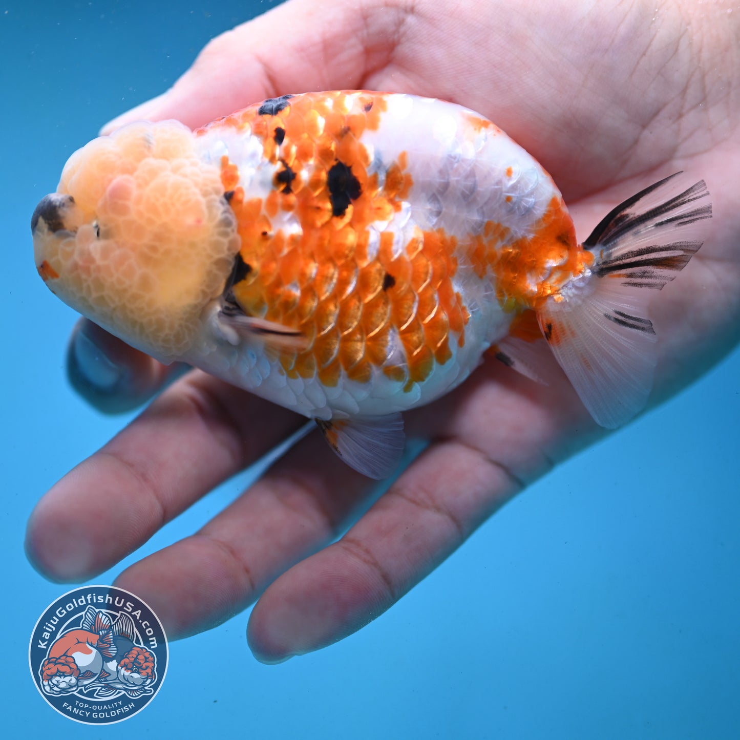 Tricolor Ranchu 3.75 inch Body (251003_RC09)