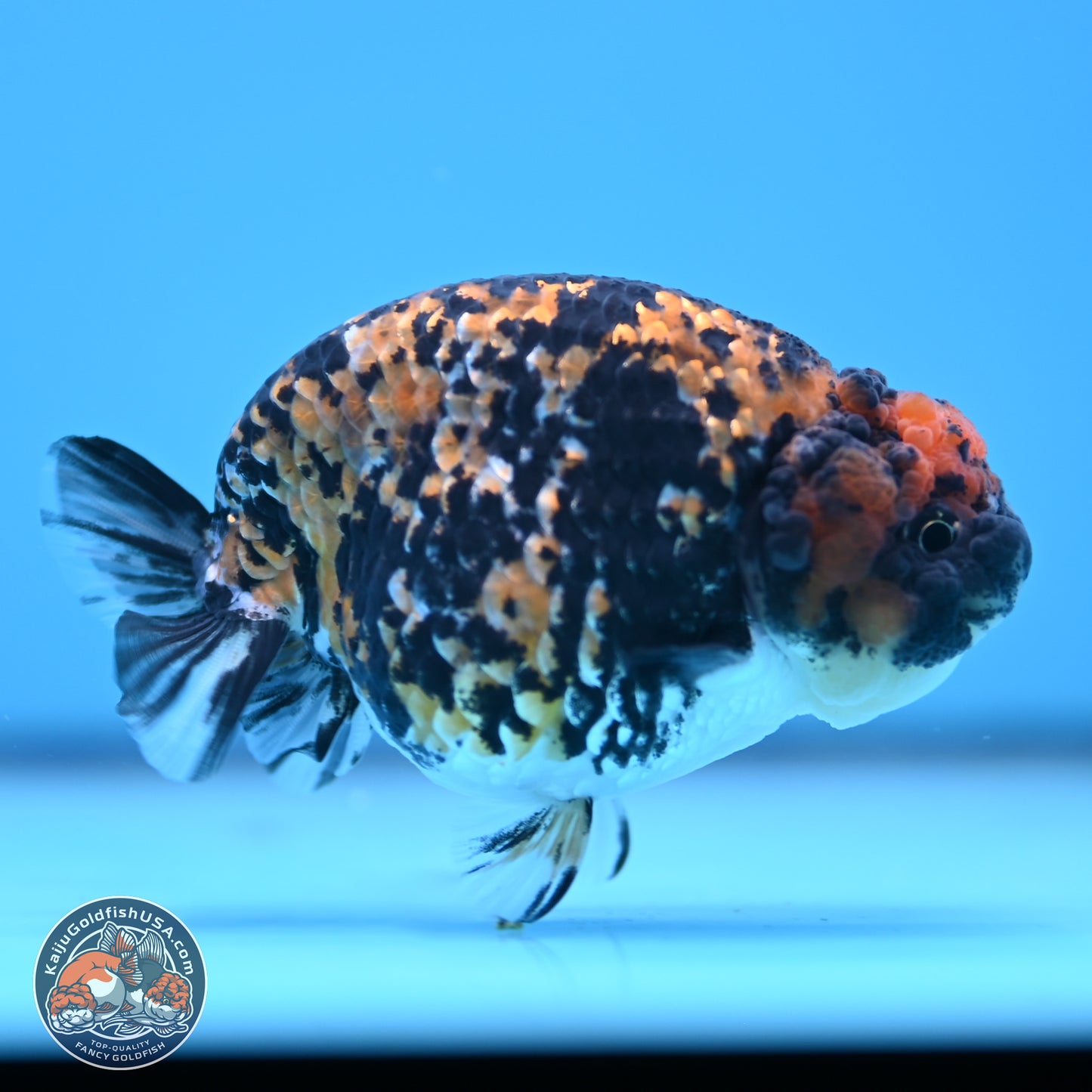 Tricolor Tiger Ranchu 3.25in Body (240809_RC09) - Kaiju Goldfish USA