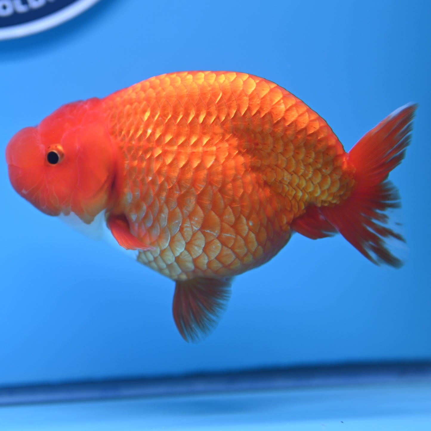 Red White Buffalo Ranchu 4-5 in (241011_RC09) - Kaiju Goldfish USA