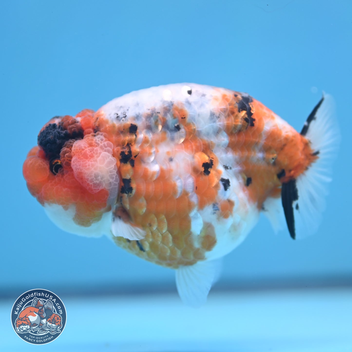 Tricolor Sakura Ranchu 3.75 inches Body - Female (241227_RC09) - Kaiju Goldfish USA