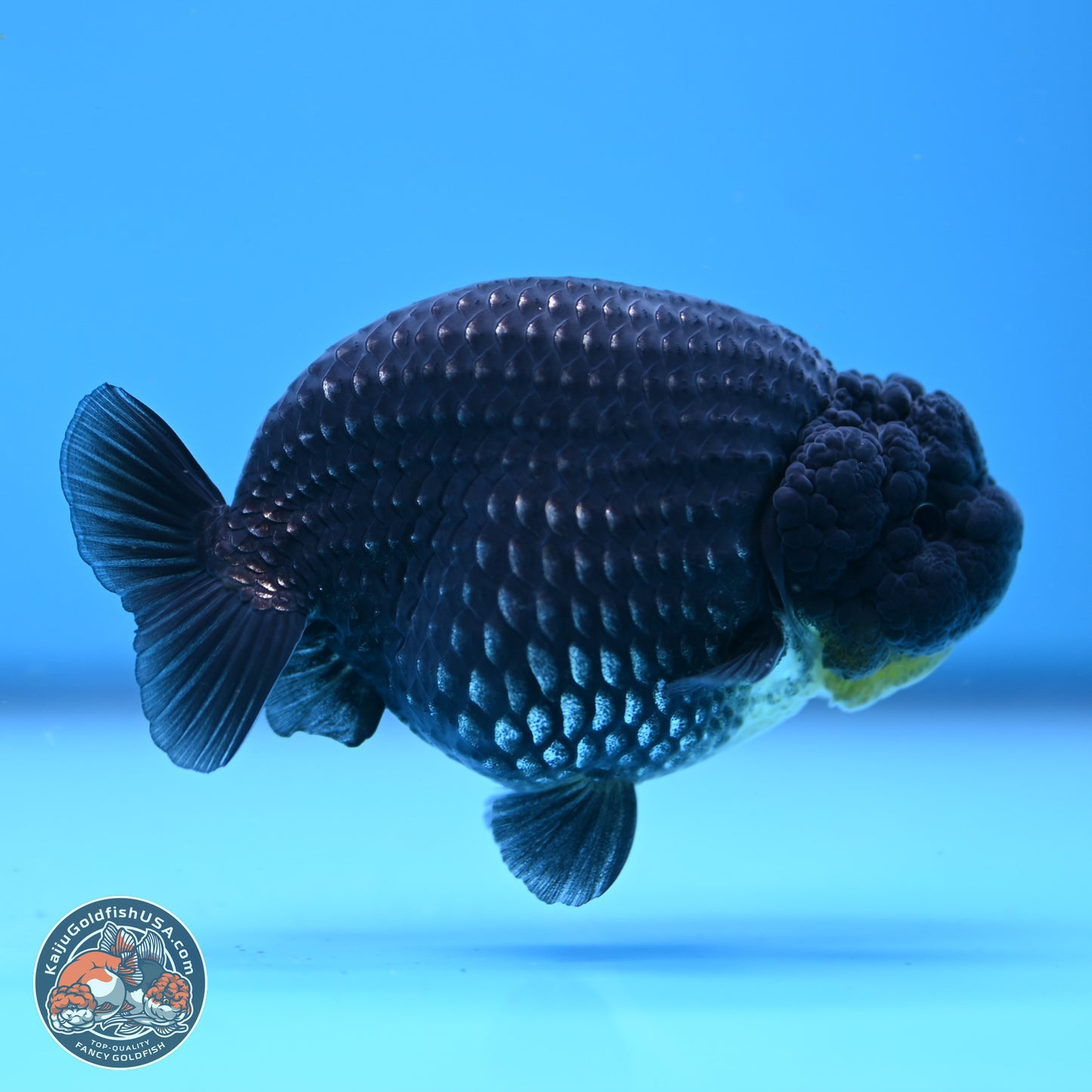 Platinum Ranchu 3.5in Body (240823_OR09) - Kaiju Goldfish USA