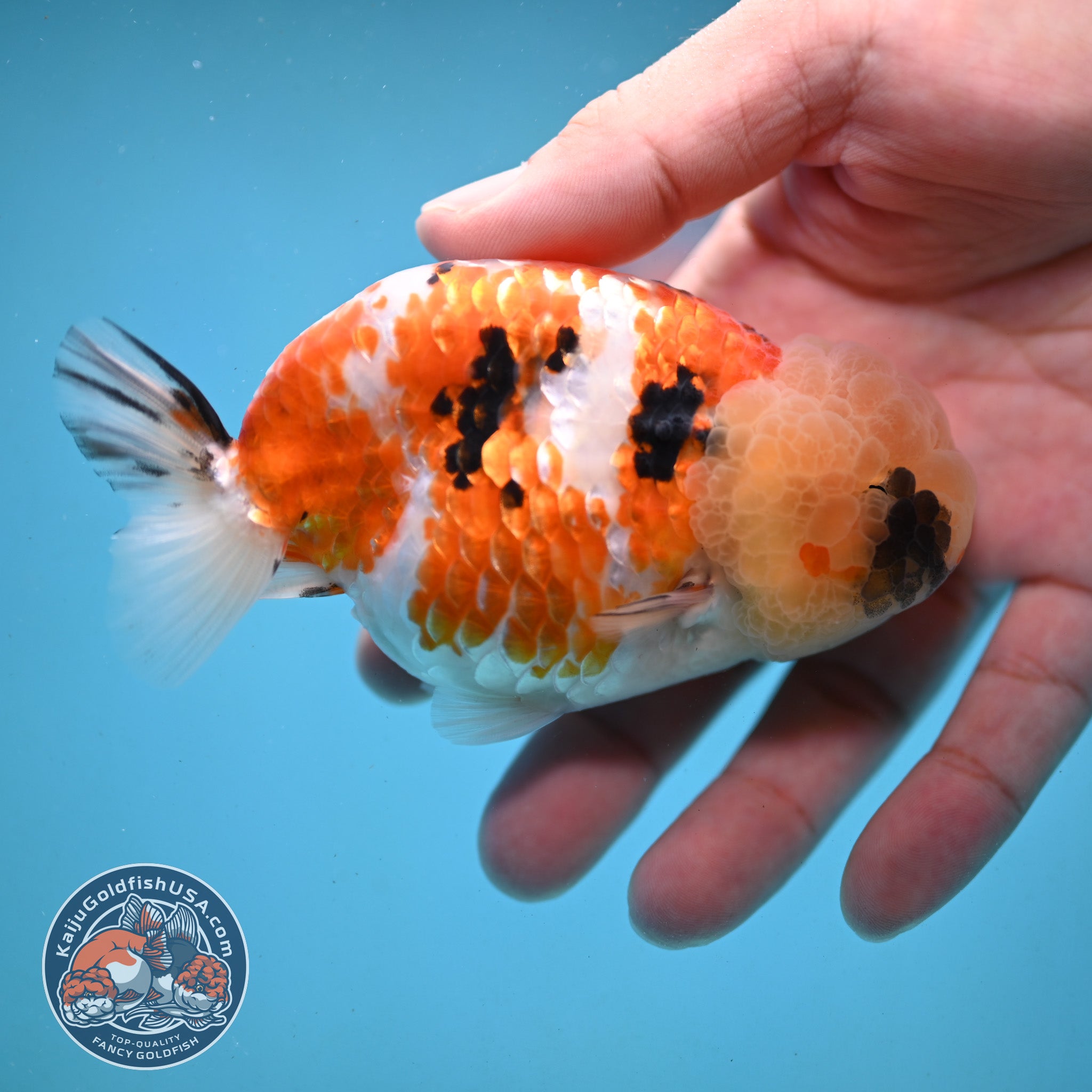 Tricolor Ranchu 3.75 inch Body (251003_RC09) – Kaiju Goldfish USA