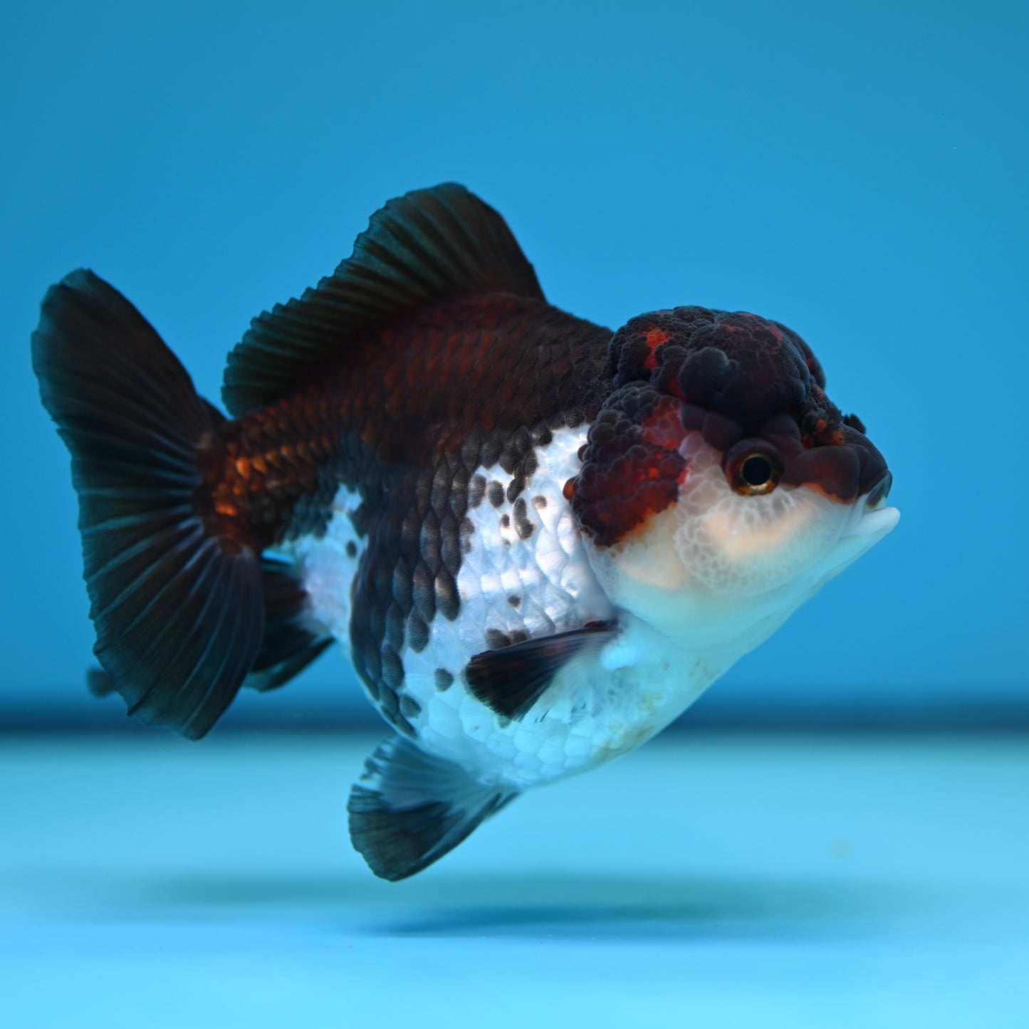 Tricolor YuanBao Oranda 3.5in body (240607_OR09) - Kaiju Goldfish USA