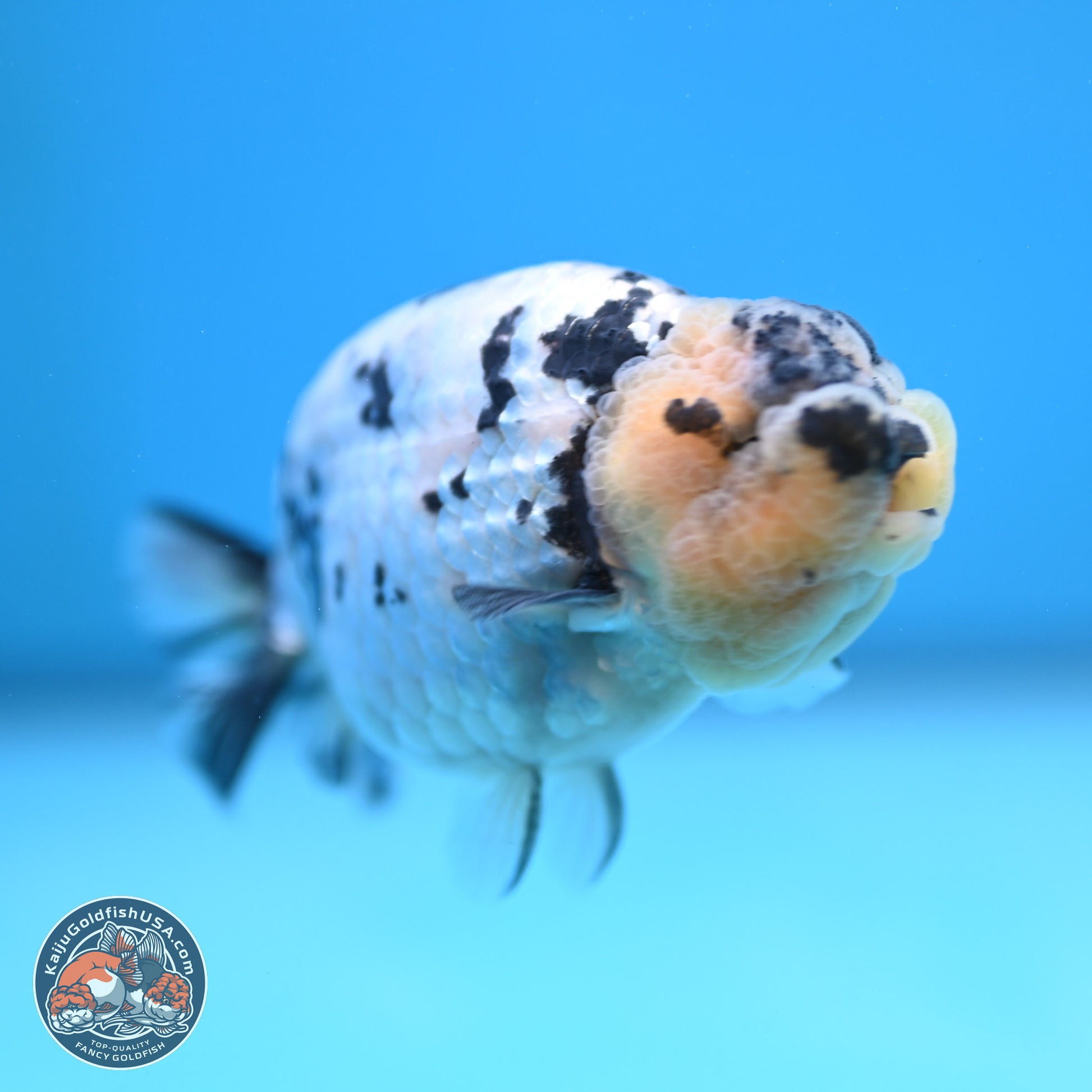 White Tiger Ranchu 4 inches (241025_RC09) - Kaiju Goldfish USA