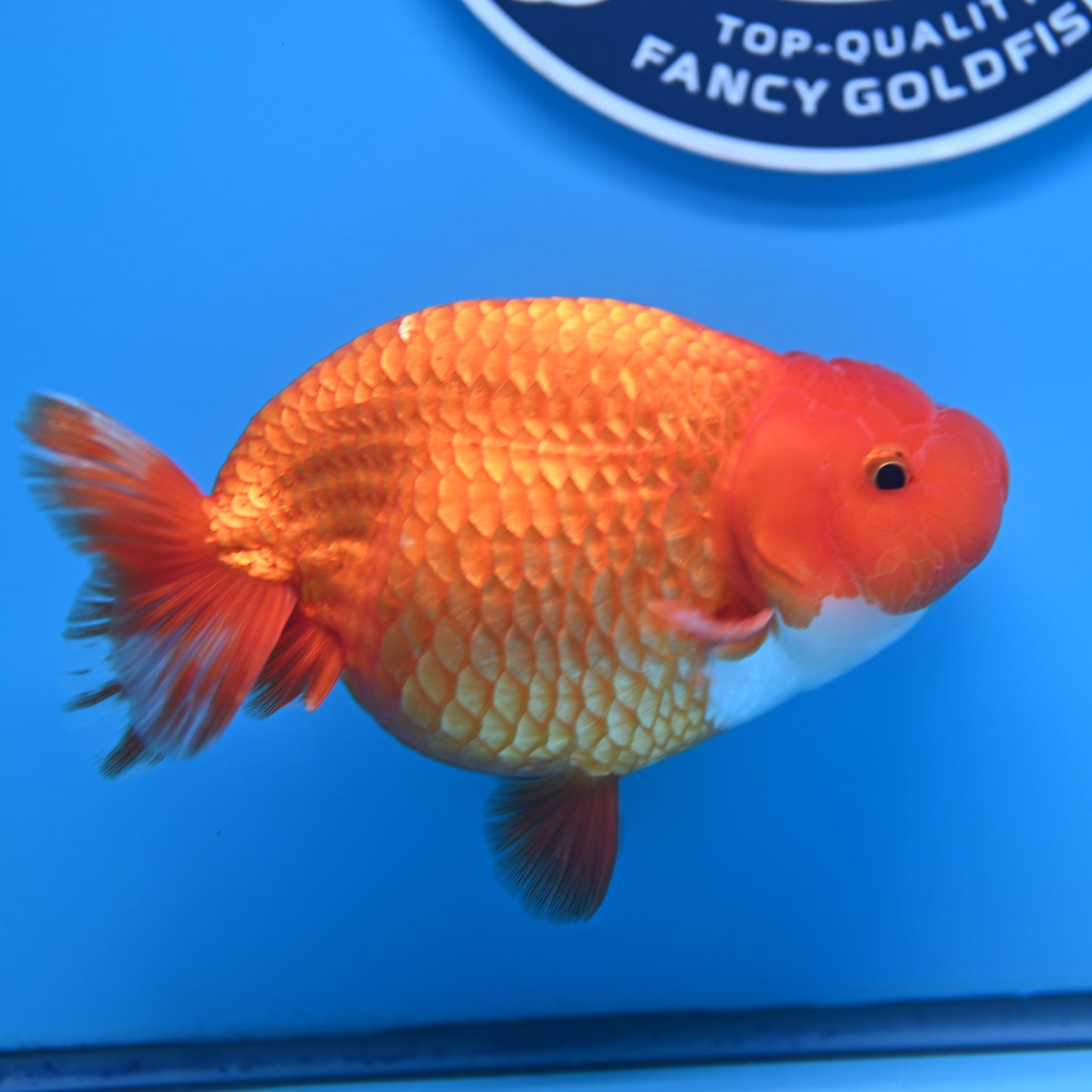 Red White Buffalo Ranchu 4-5 in (241011_RC09) - Kaiju Goldfish USA