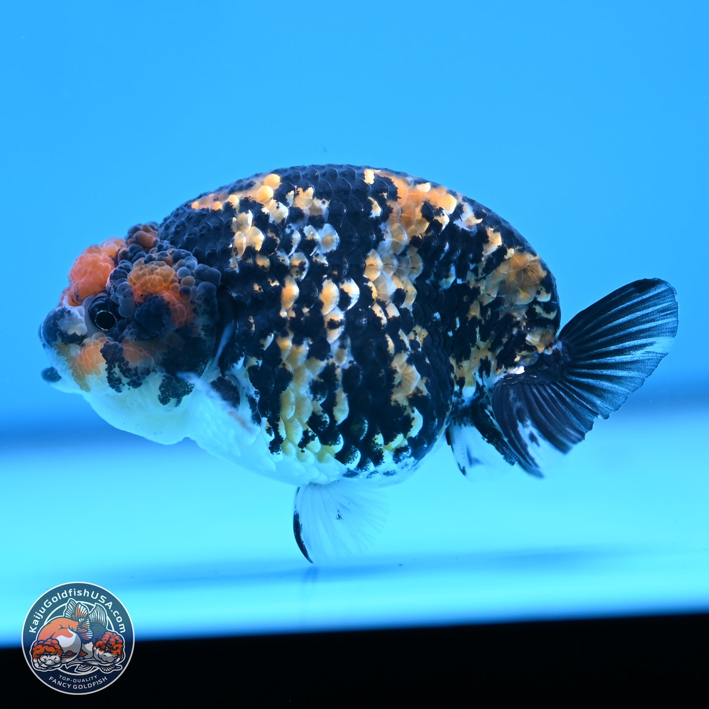 Tricolor Tiger Ranchu 3.25in Body (240809_RC09) - Kaiju Goldfish USA