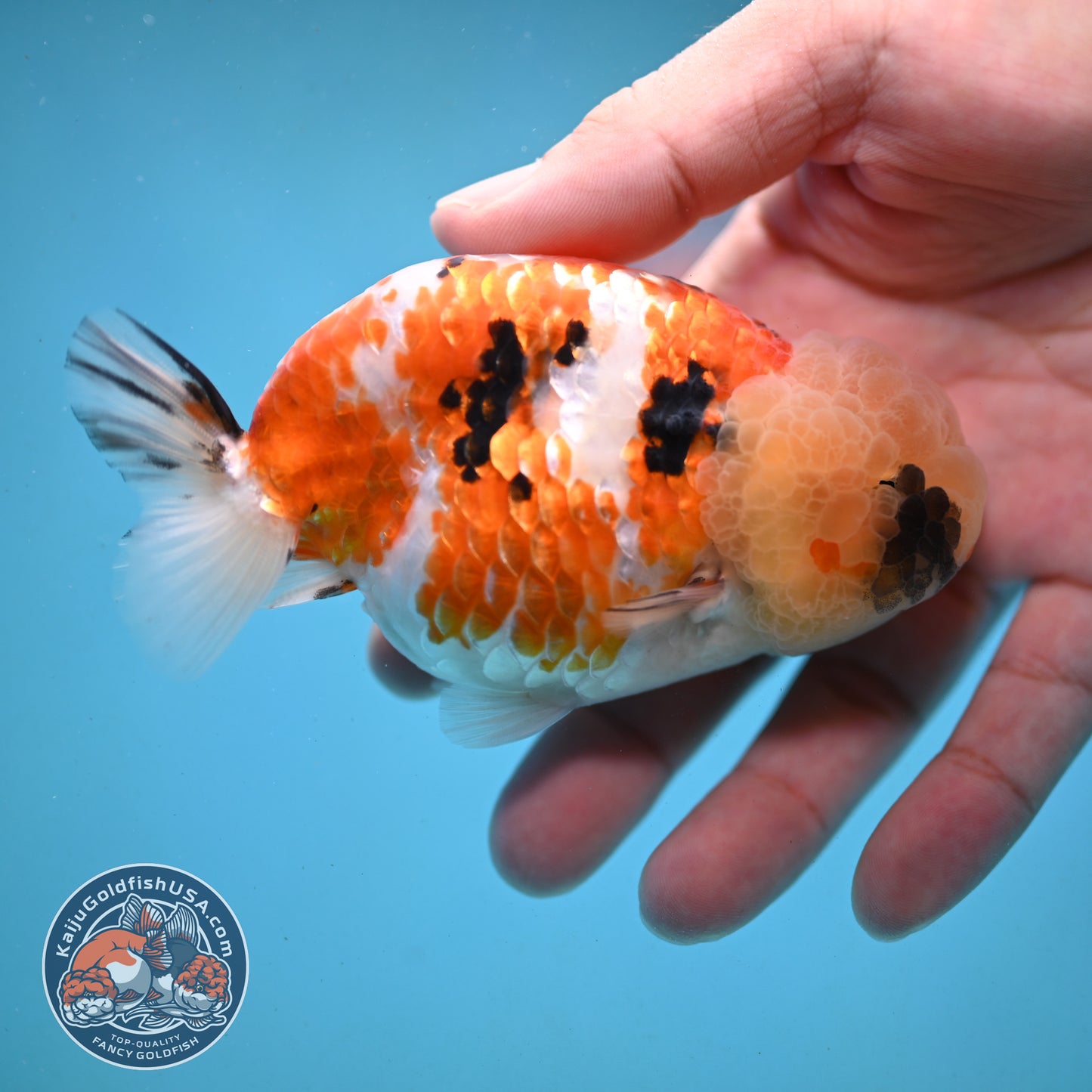 Tricolor Ranchu 3.75 inch Body (251003_RC09)
