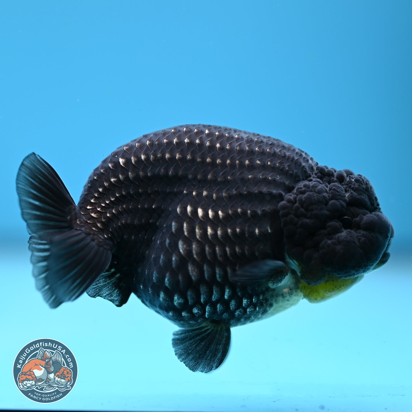 Platinum Ranchu 3.5in Body (240823_OR09) - Kaiju Goldfish USA