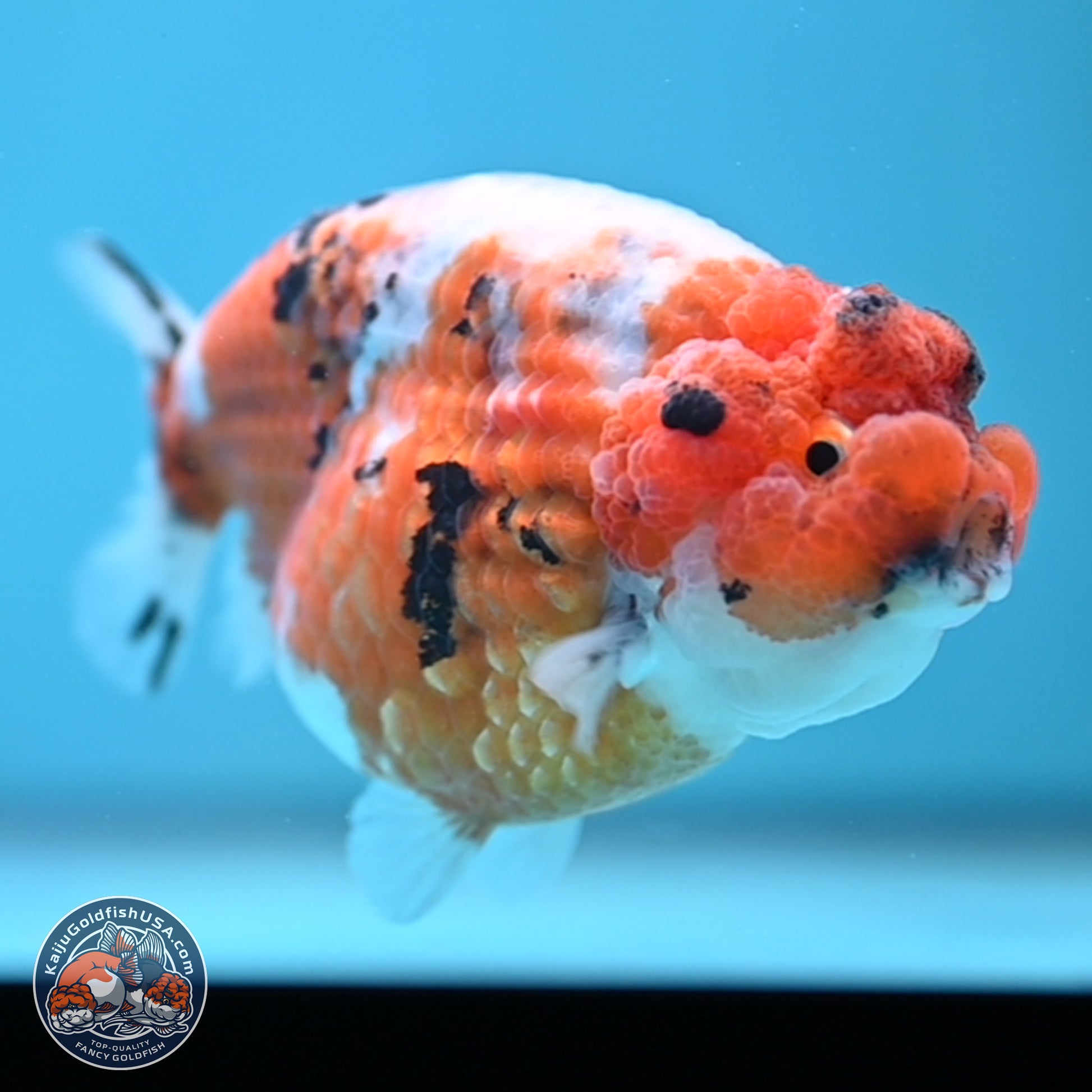 Tricolor Sakura Ranchu 3.75 inches Body - Female (241227_RC09) - Kaiju Goldfish USA