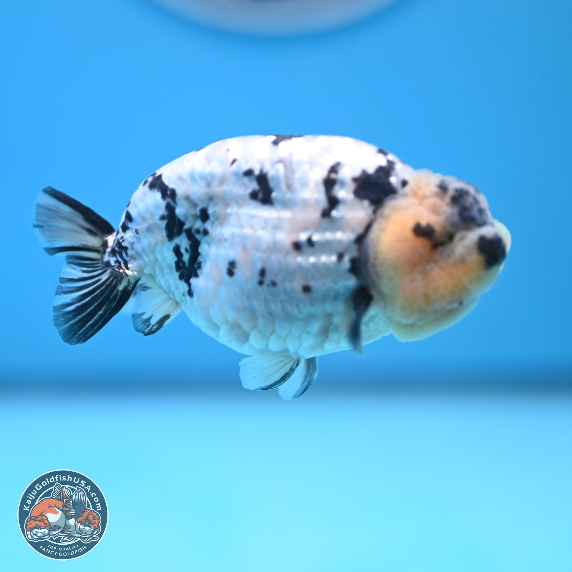 White Tiger Ranchu 4 inches (241025_RC09) - Kaiju Goldfish USA