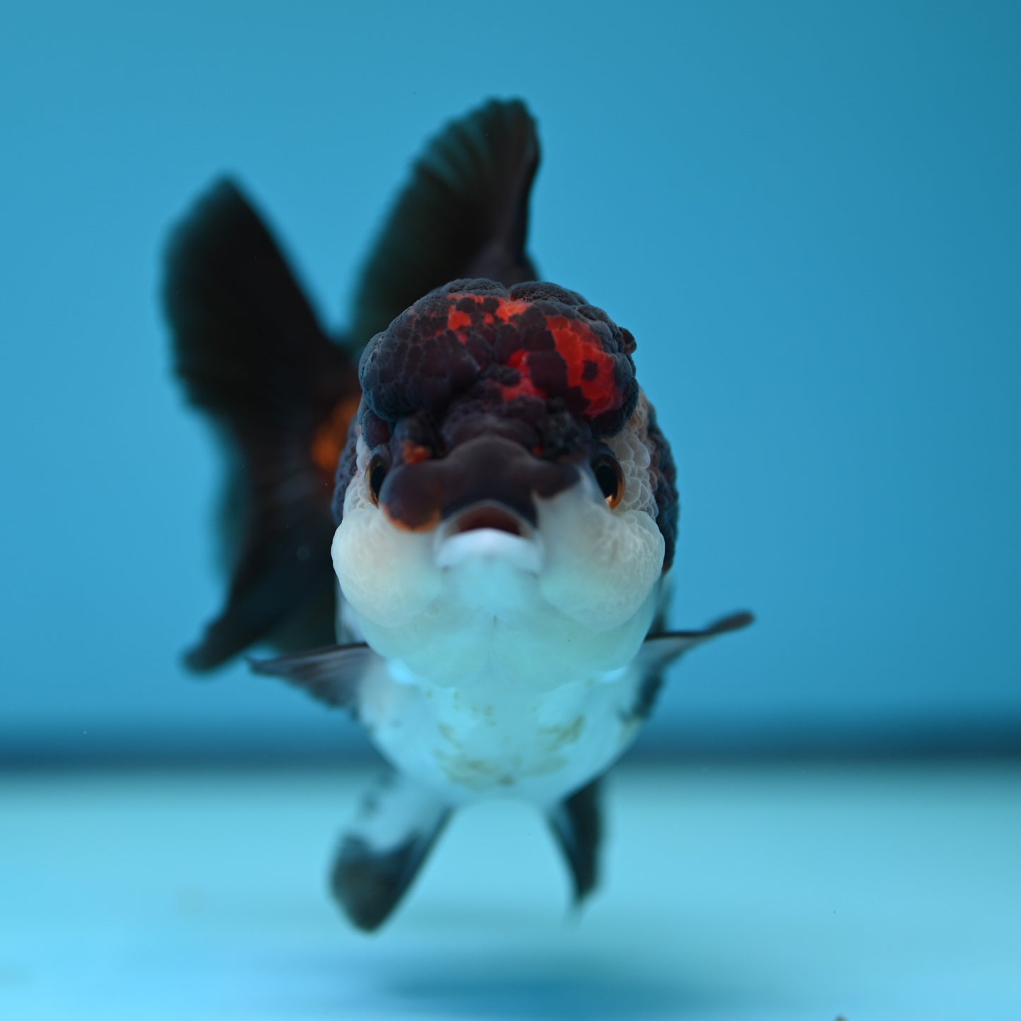 Tricolor YuanBao Oranda 3.5in body (240607_OR09) - Kaiju Goldfish USA