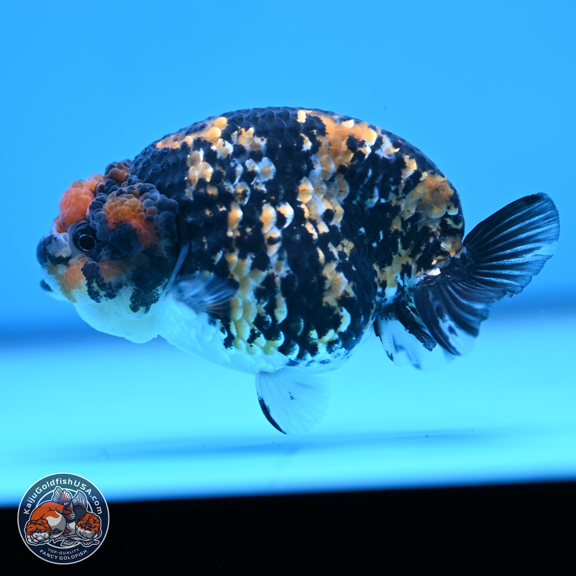 Tricolor Tiger Ranchu 3.25in Body (240809_RC09) - Kaiju Goldfish USA