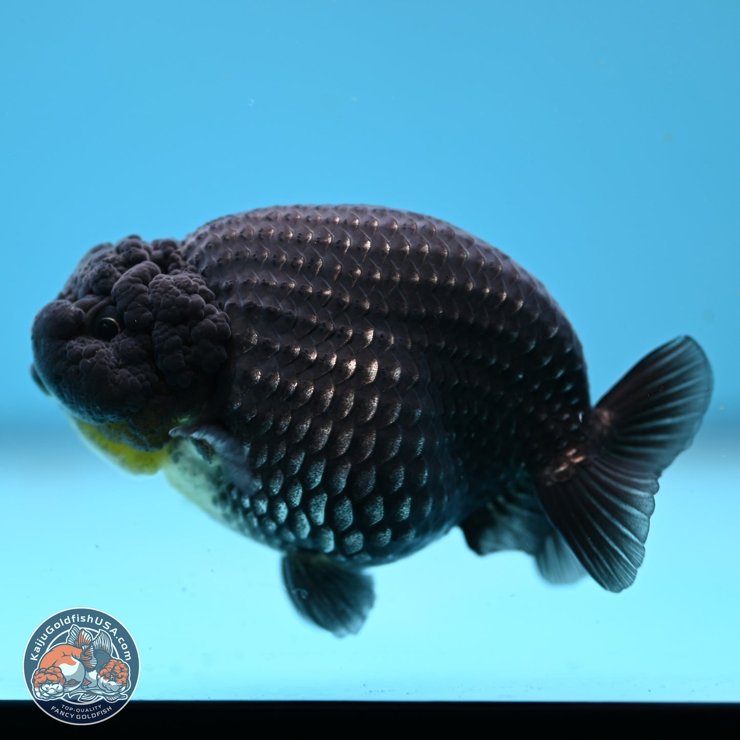 Platinum Ranchu 3.5in Body (240823_OR09) - Kaiju Goldfish USA