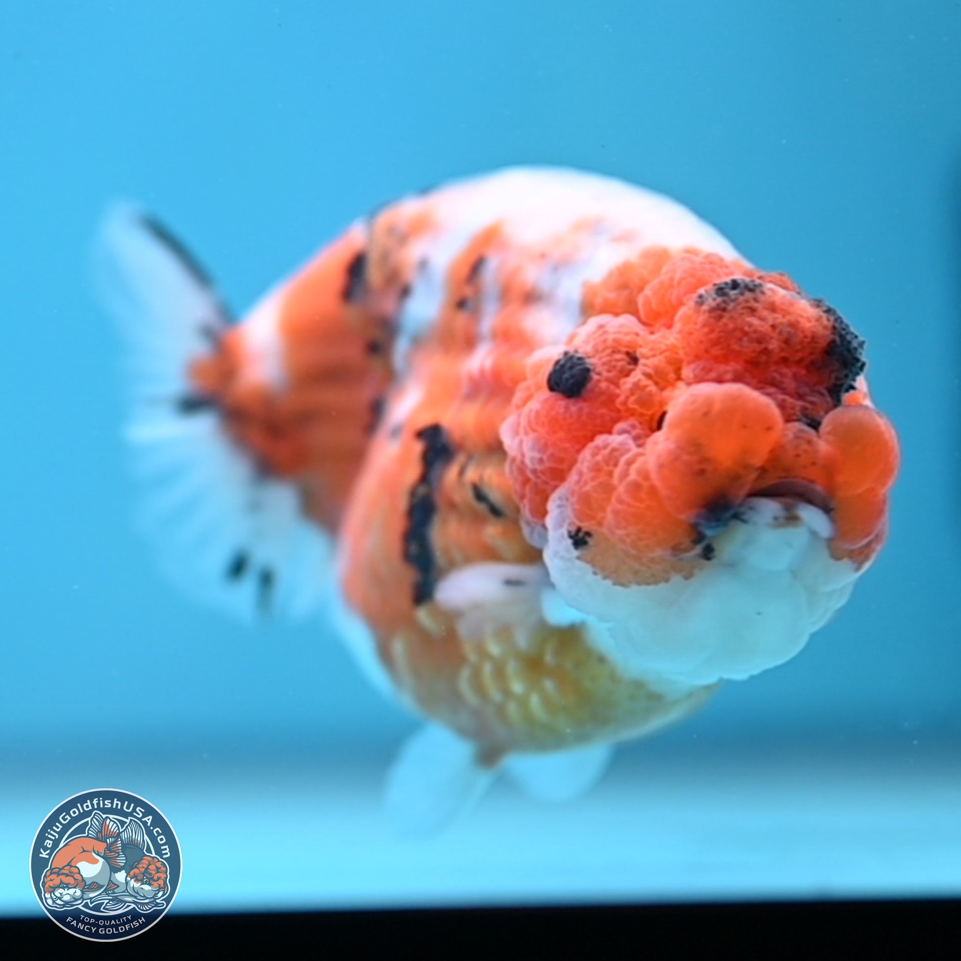 Tricolor Sakura Ranchu 3.75 inches Body - Female (241227_RC09) - Kaiju Goldfish USA