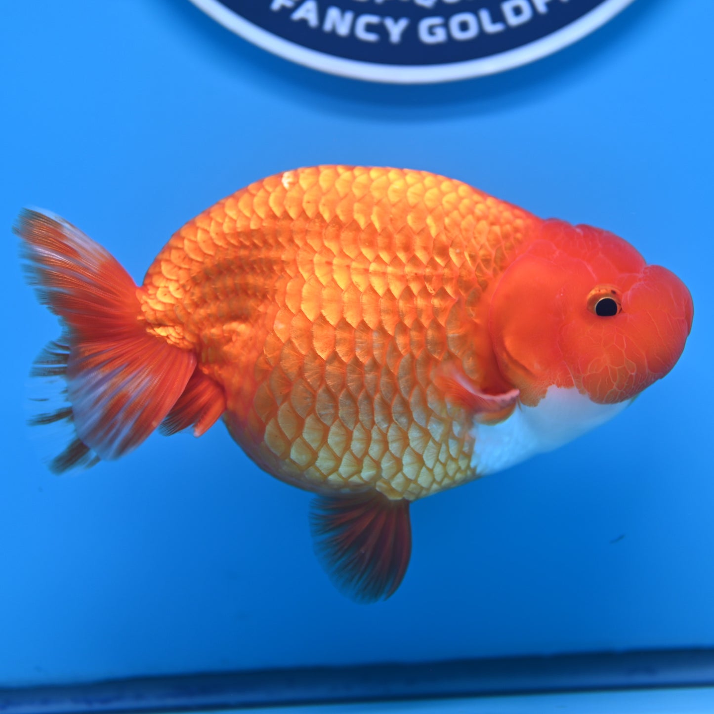 Red White Buffalo Ranchu 4-5 in (241011_RC09) - Kaiju Goldfish USA