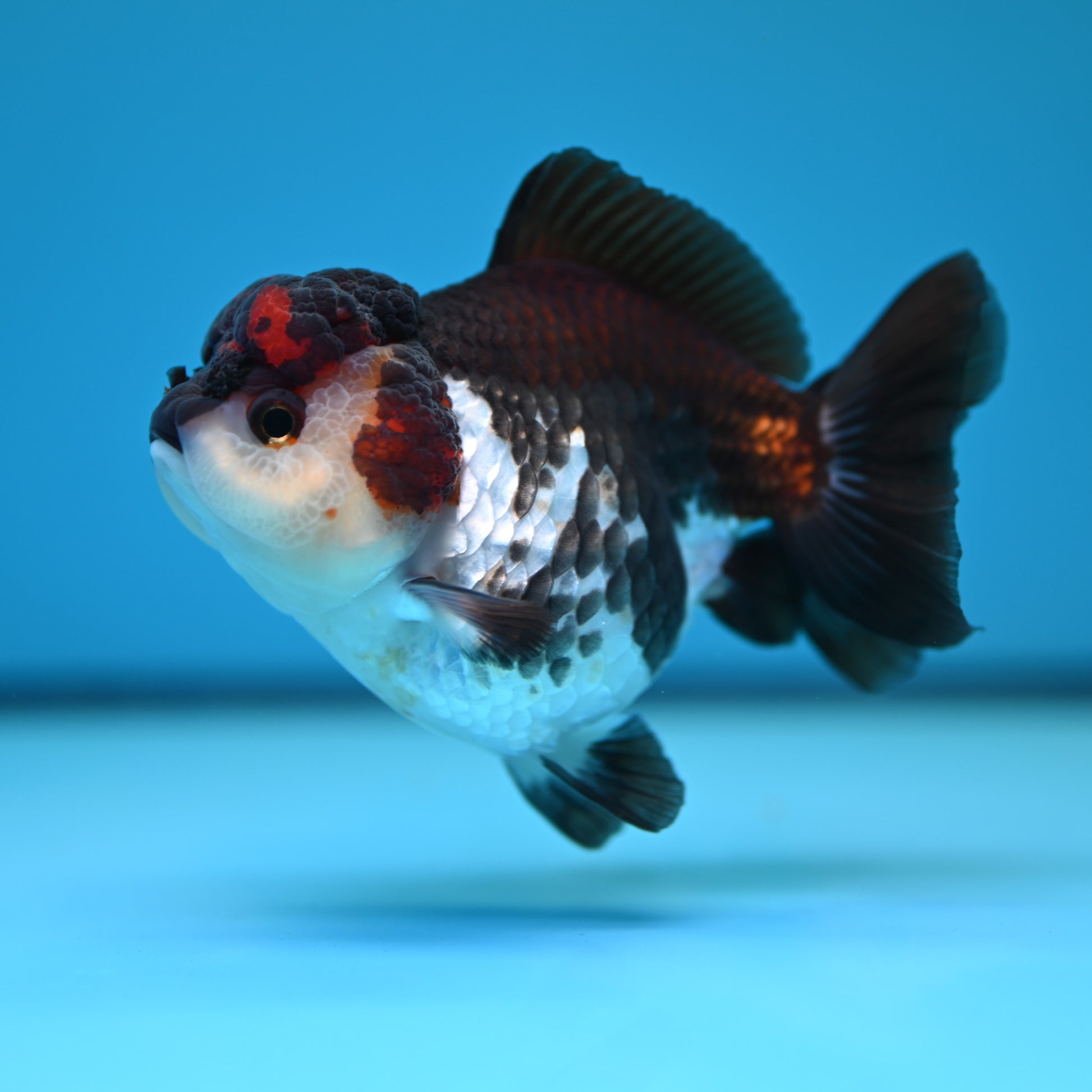 Tricolor YuanBao Oranda 3.5in body (240607_OR09) - Kaiju Goldfish USA