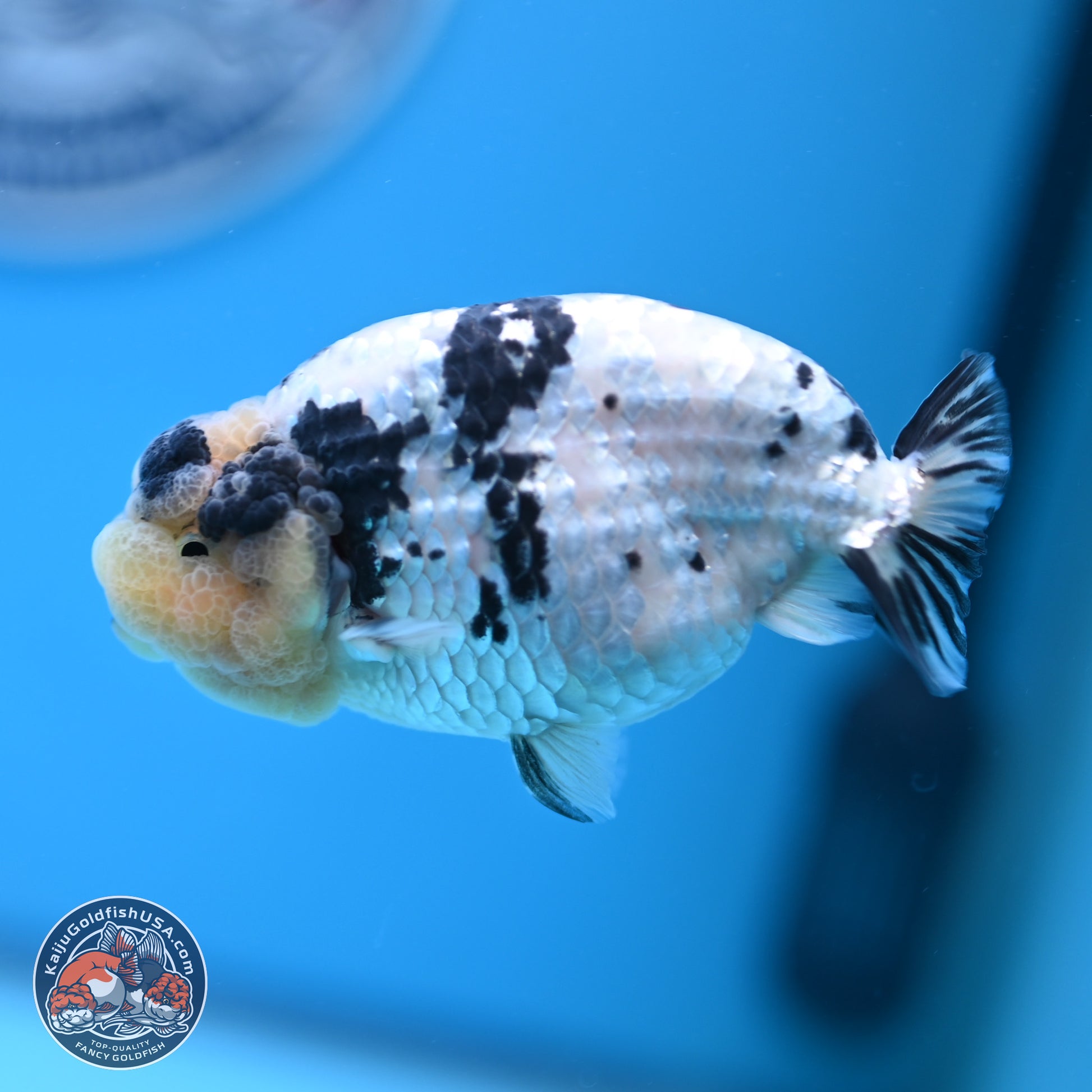 White Tiger Ranchu 4 inches (241025_RC09) - Kaiju Goldfish USA