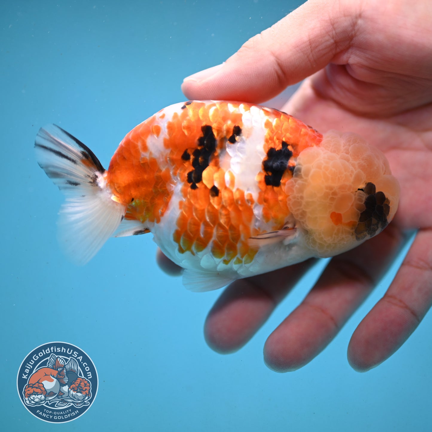 Tricolor Ranchu 3.75 inch Body (251003_RC09)