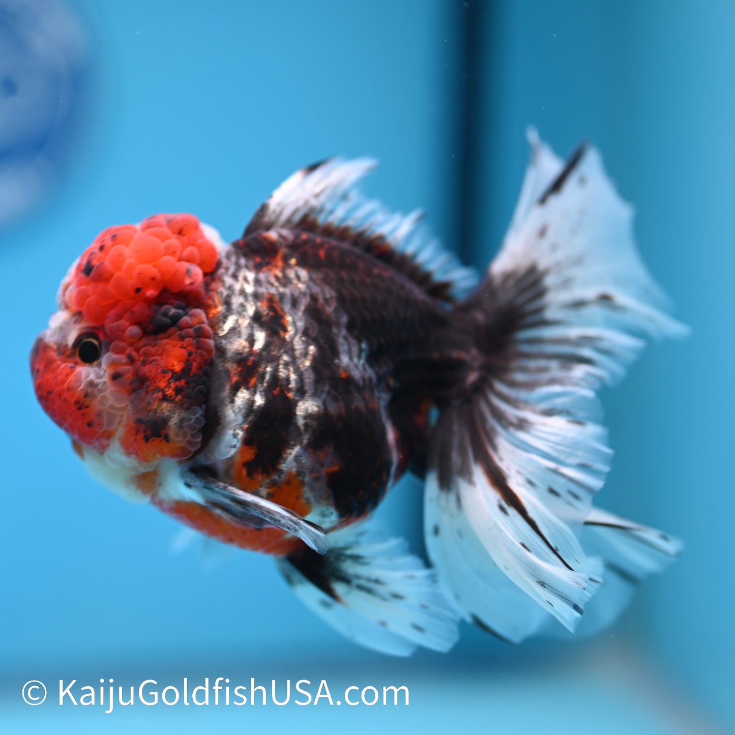 Red Calico Rose Tail Oranda 5.5-6 inches (240308_OR09) - Kaiju Goldfish USA