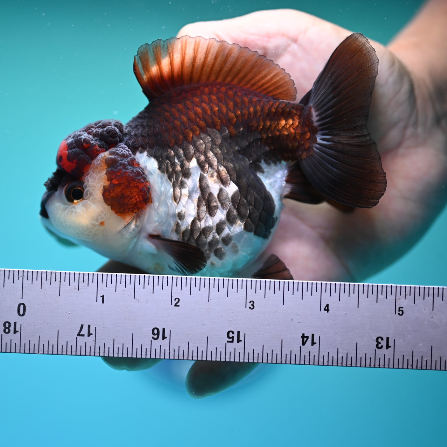 Tricolor YuanBao Oranda 3.5in body (240607_OR09) - Kaiju Goldfish USA