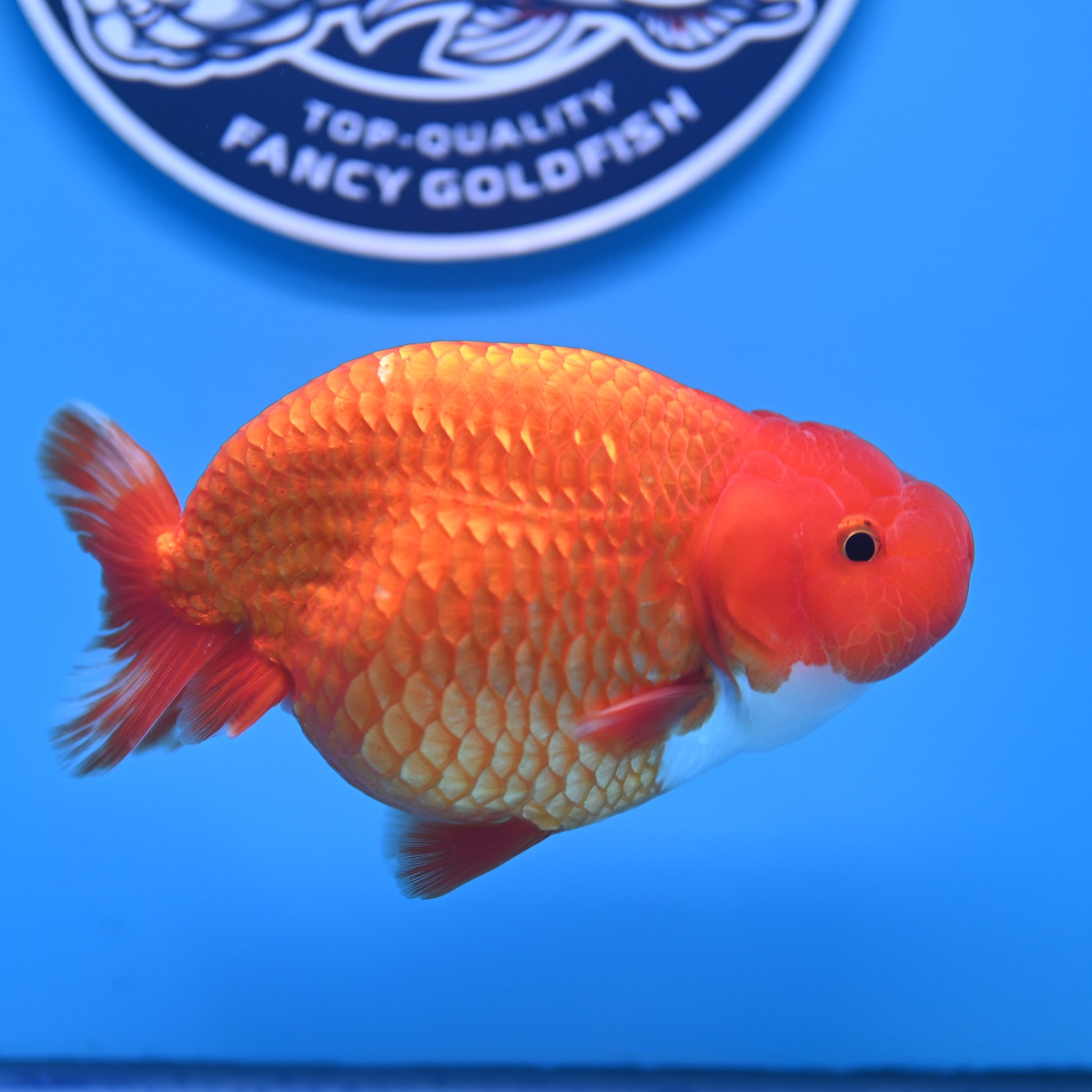 Red White Buffalo Ranchu 4-5 in (241011_RC09) - Kaiju Goldfish USA