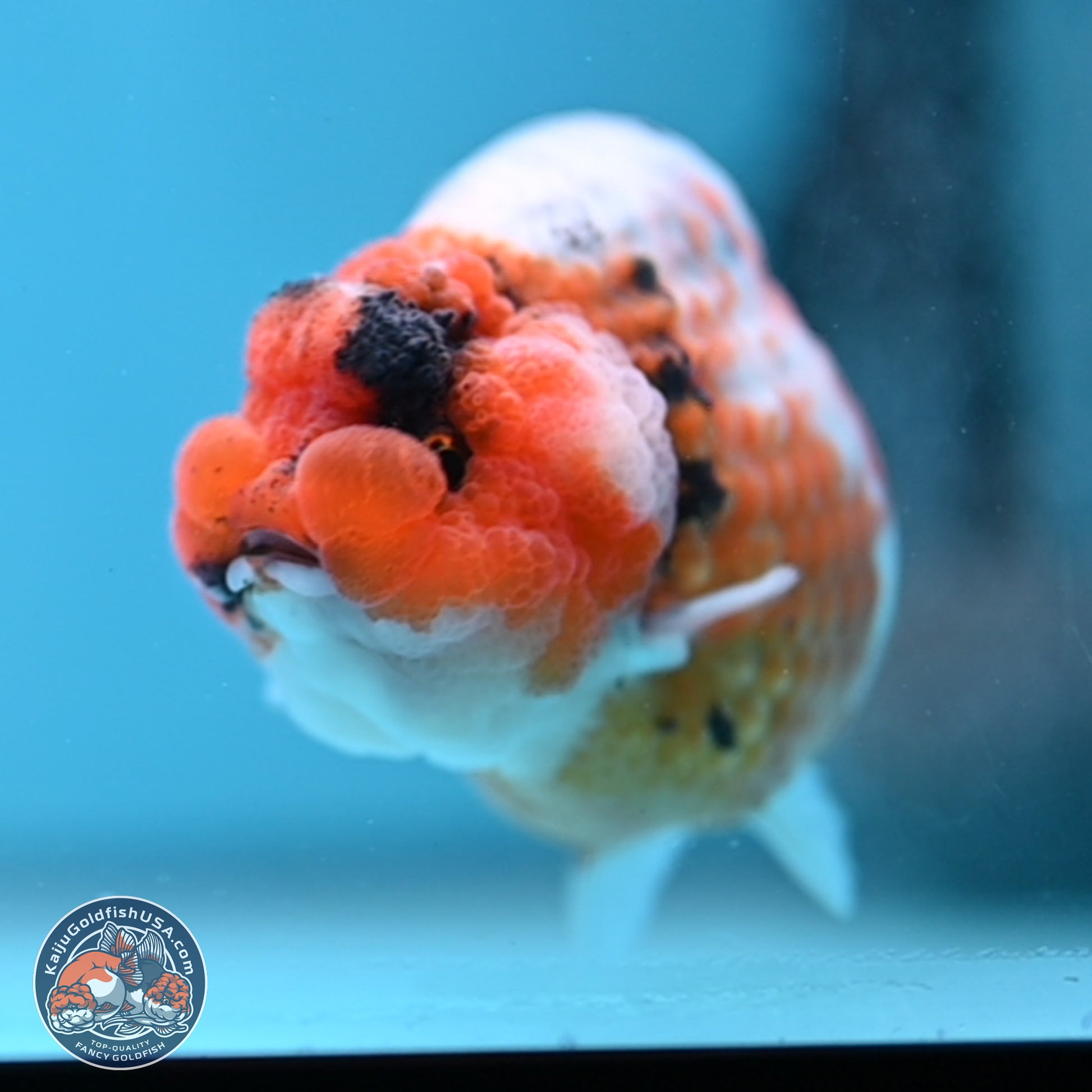 Tricolor Sakura Ranchu 3.75 inches Body - Female (241227_RC09) - Kaiju Goldfish USA