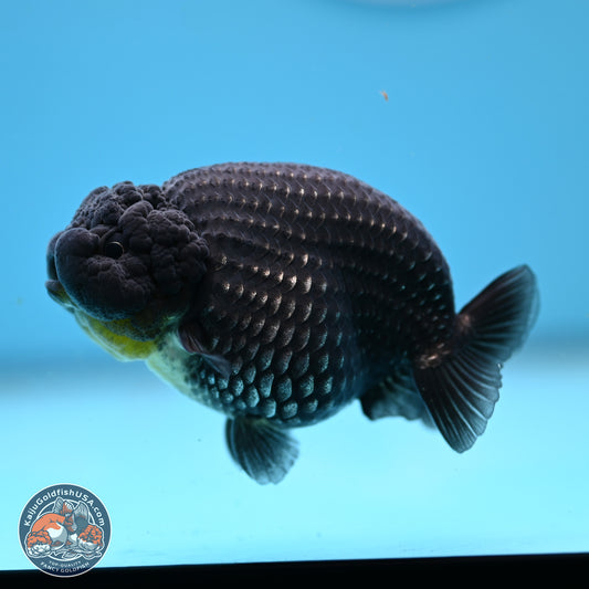 Platinum Ranchu 3.5in Body (240823_OR09) - Kaiju Goldfish USA