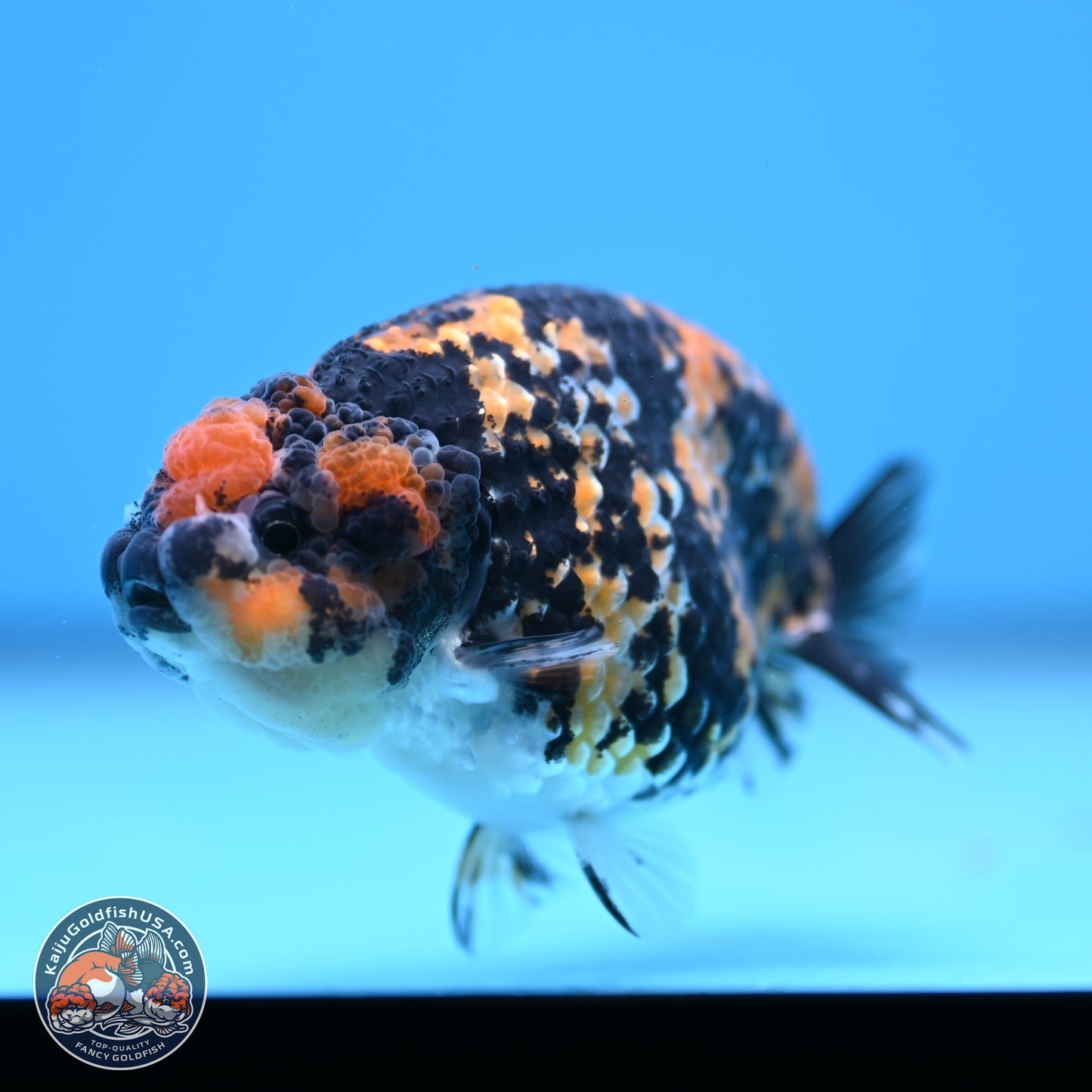 Tricolor Tiger Ranchu 3.25in Body (240809_RC09) - Kaiju Goldfish USA